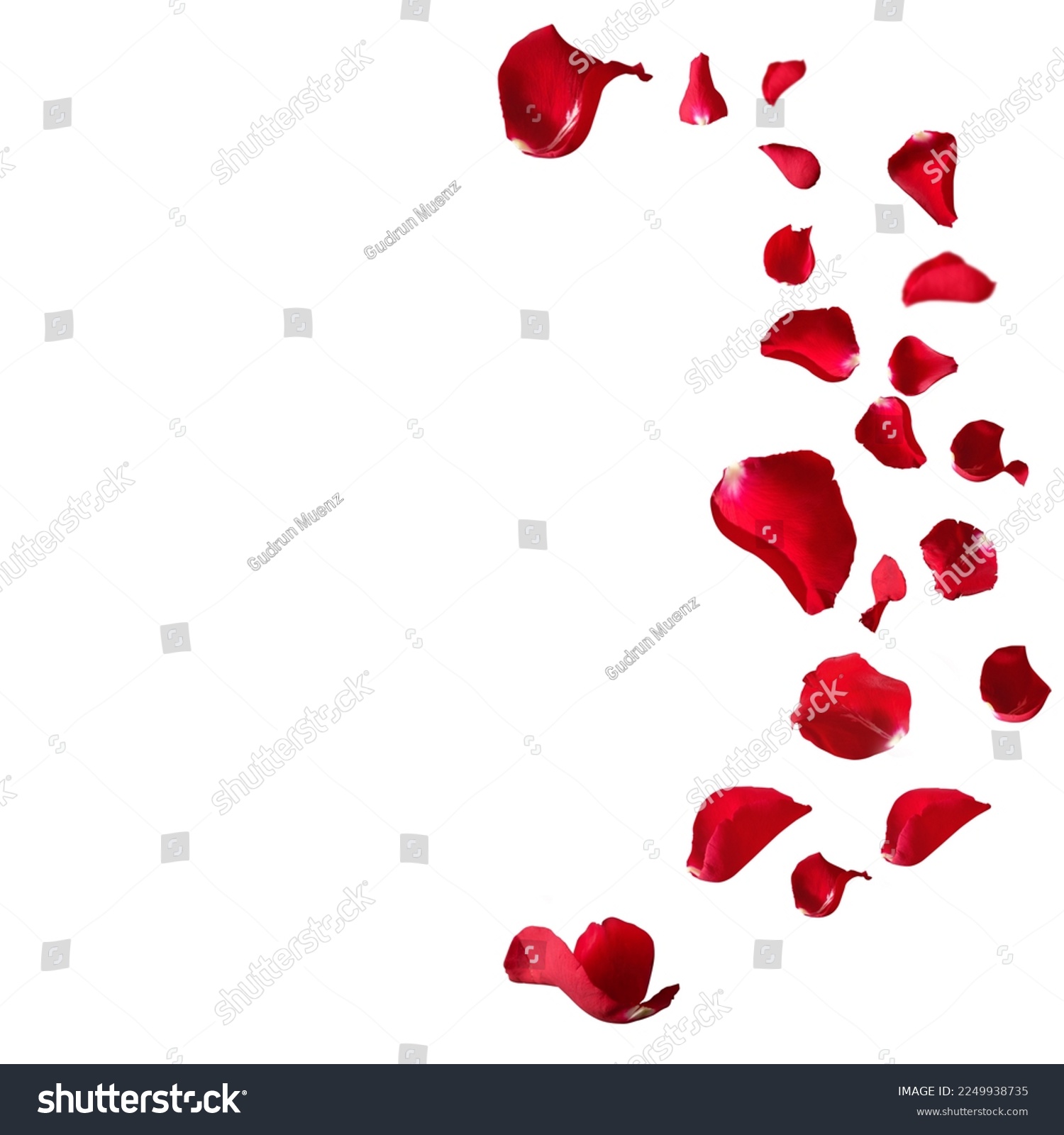 Red rose petals isolated on white background. Decorated for love greetings on valentines day or wedding. pngd.e. #2249938735