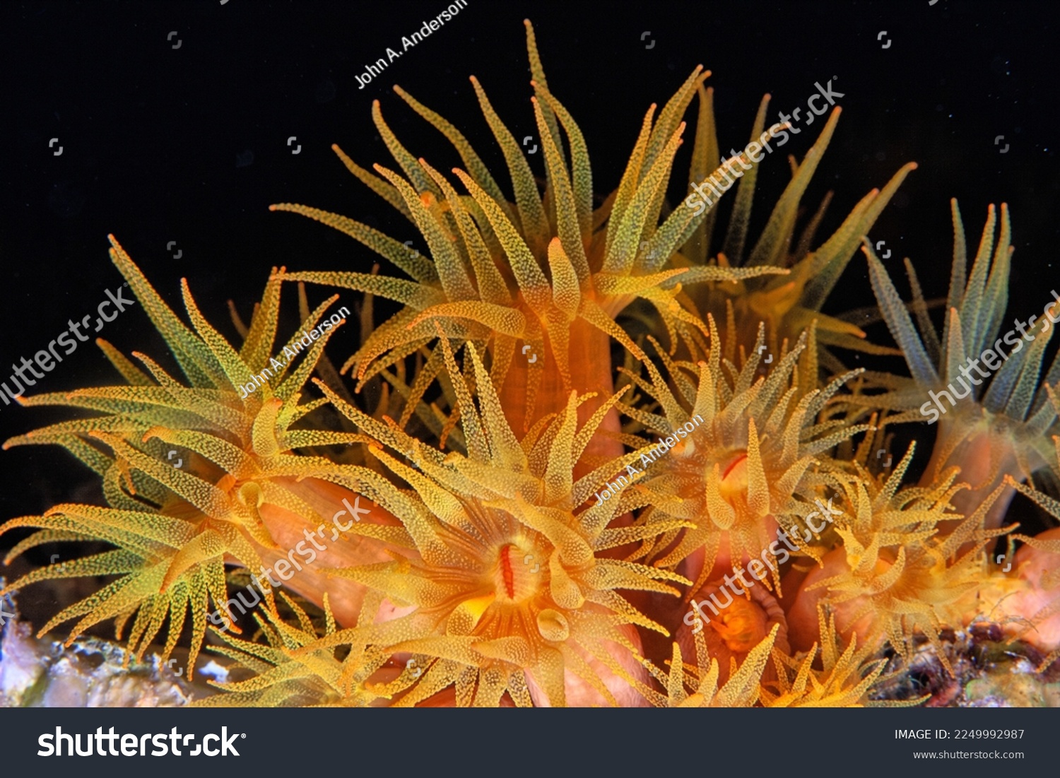 Orange cup coral,Tubastraea coccinea,belongs to a group of corals known as large-polyp stony corals #2249992987