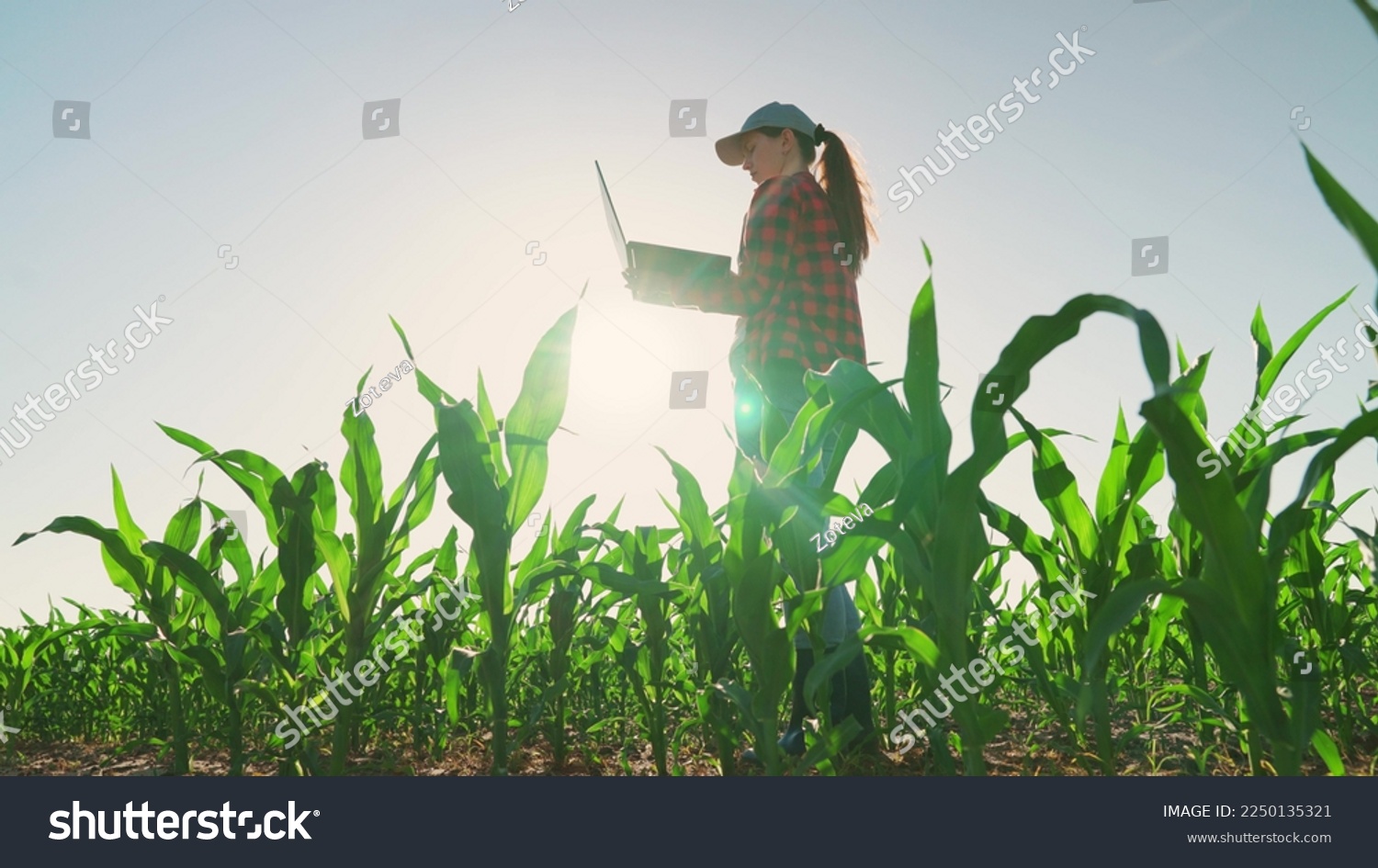 Agronomist on farm. Worker works on farm. Farmer woman in corn field works with computer, Business Farm. Agriculture concept. Farmer with laptop in green corn field. Modern digital technologies. #2250135321