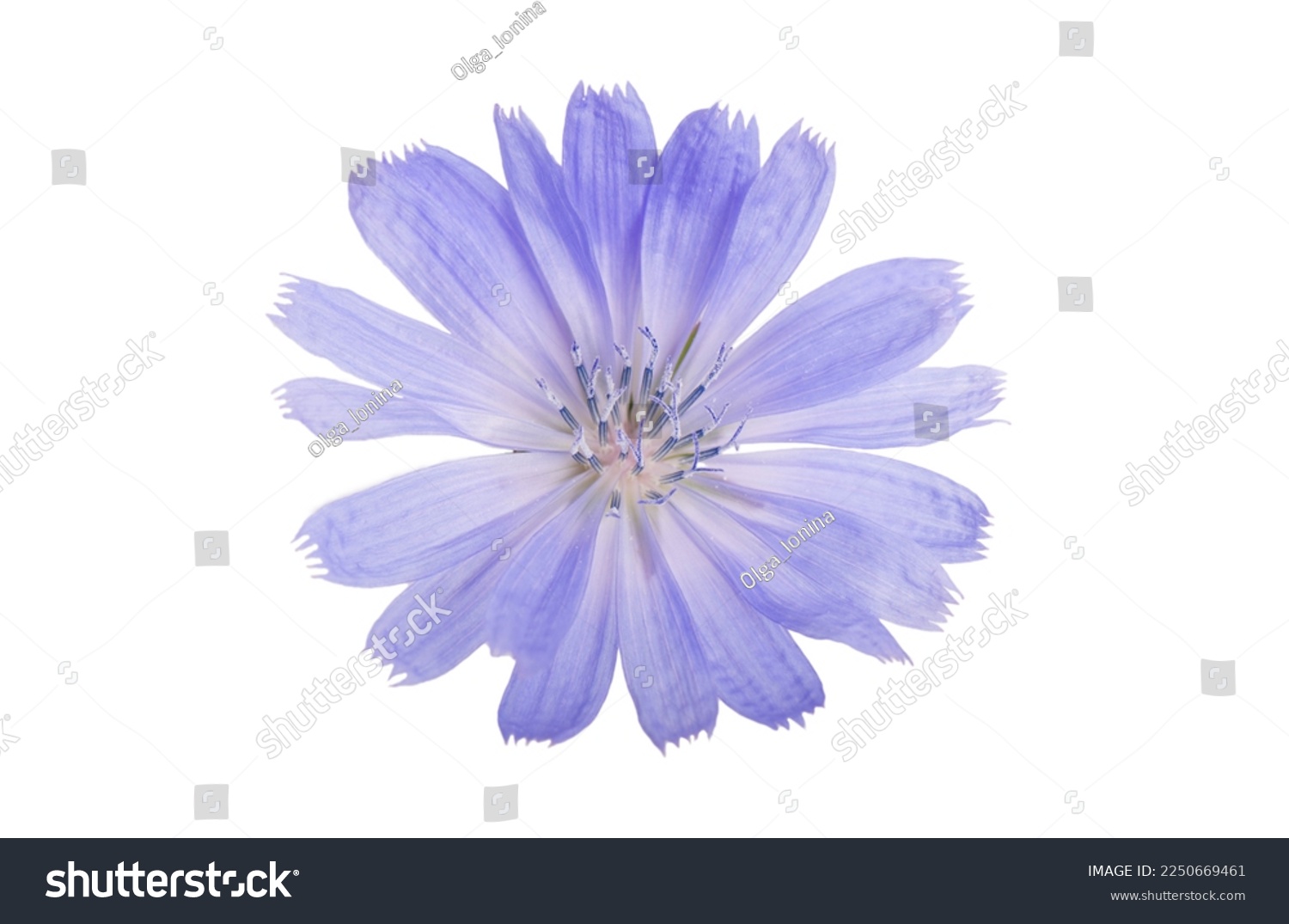 Cichorium intybus - common chicory flowers isolated on the white background #2250669461