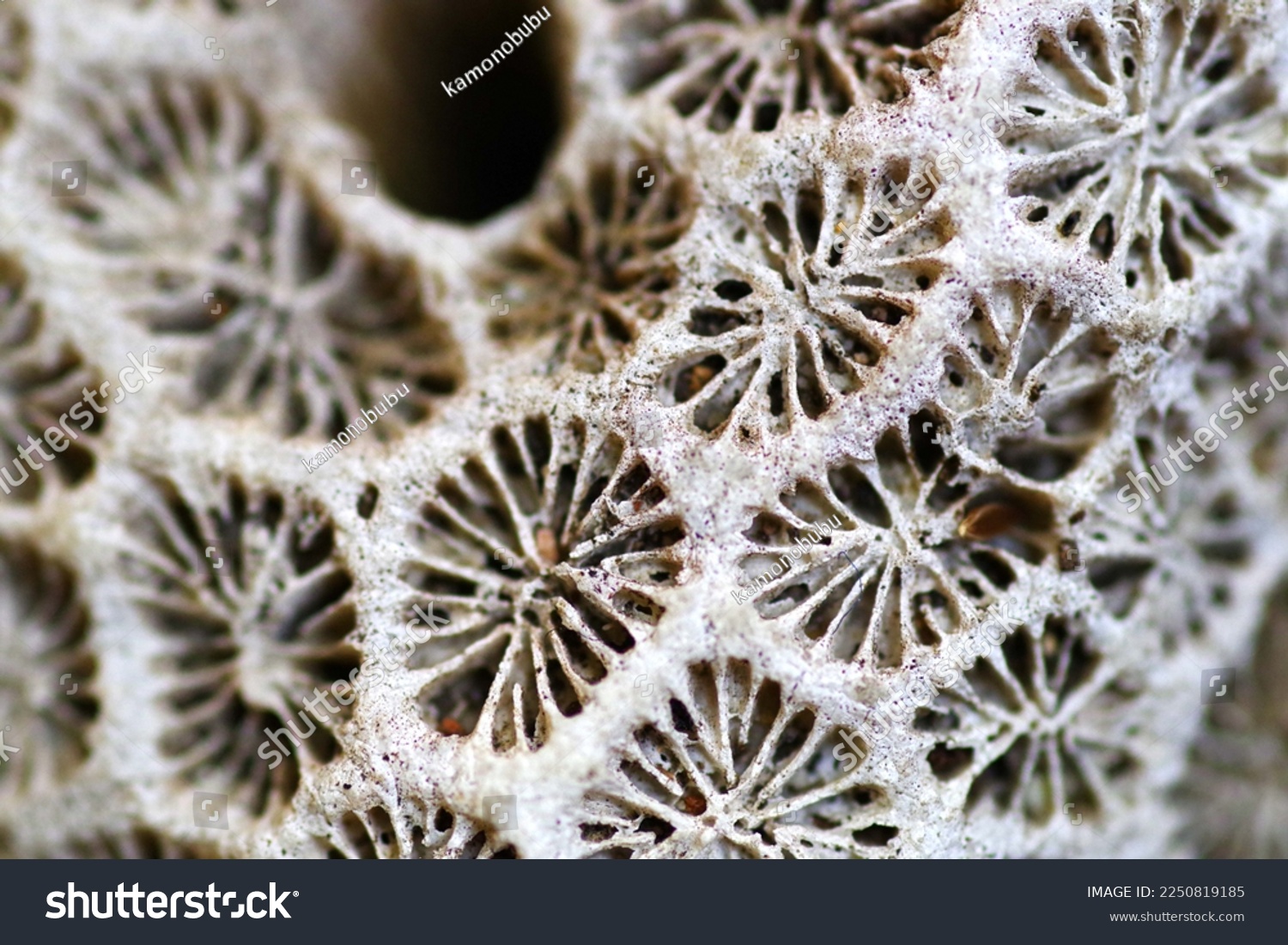 Geometric patterns of bleached corals
 #2250819185