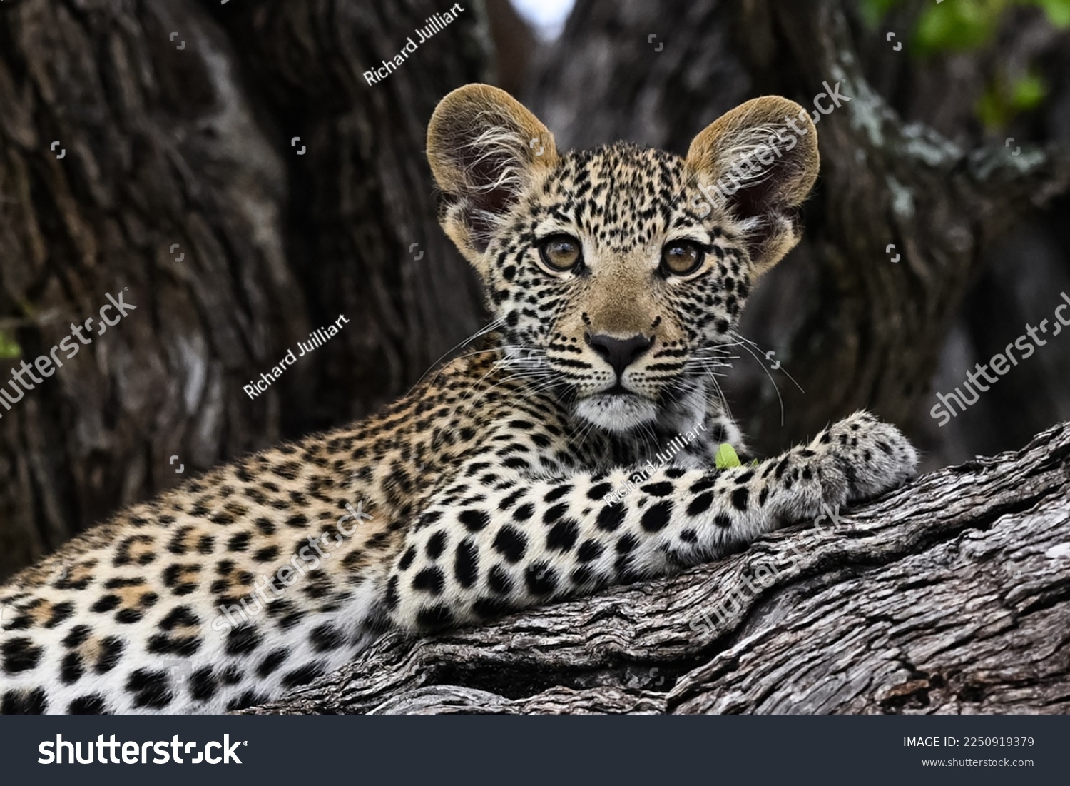  A young leopard cub is seen  in the Okavango Delta on 9 th January  2023
 #2250919379