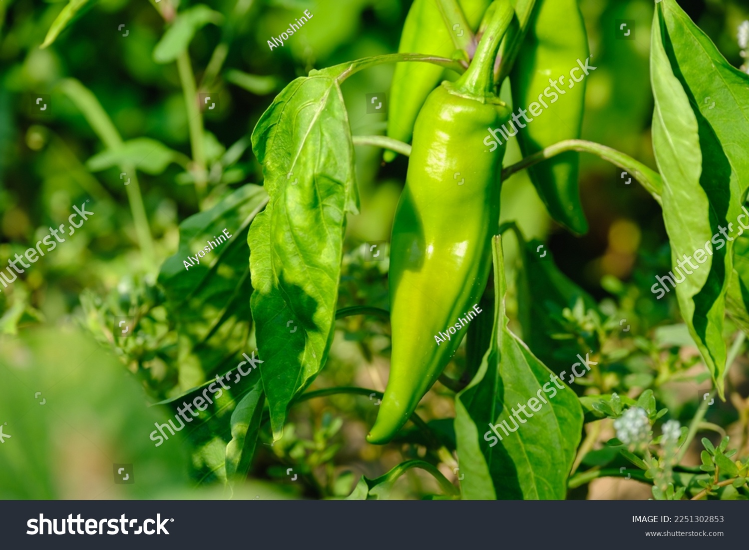 Green peppers growing in the garden. Green bell pepper hanging on tree in the plantation #2251302853