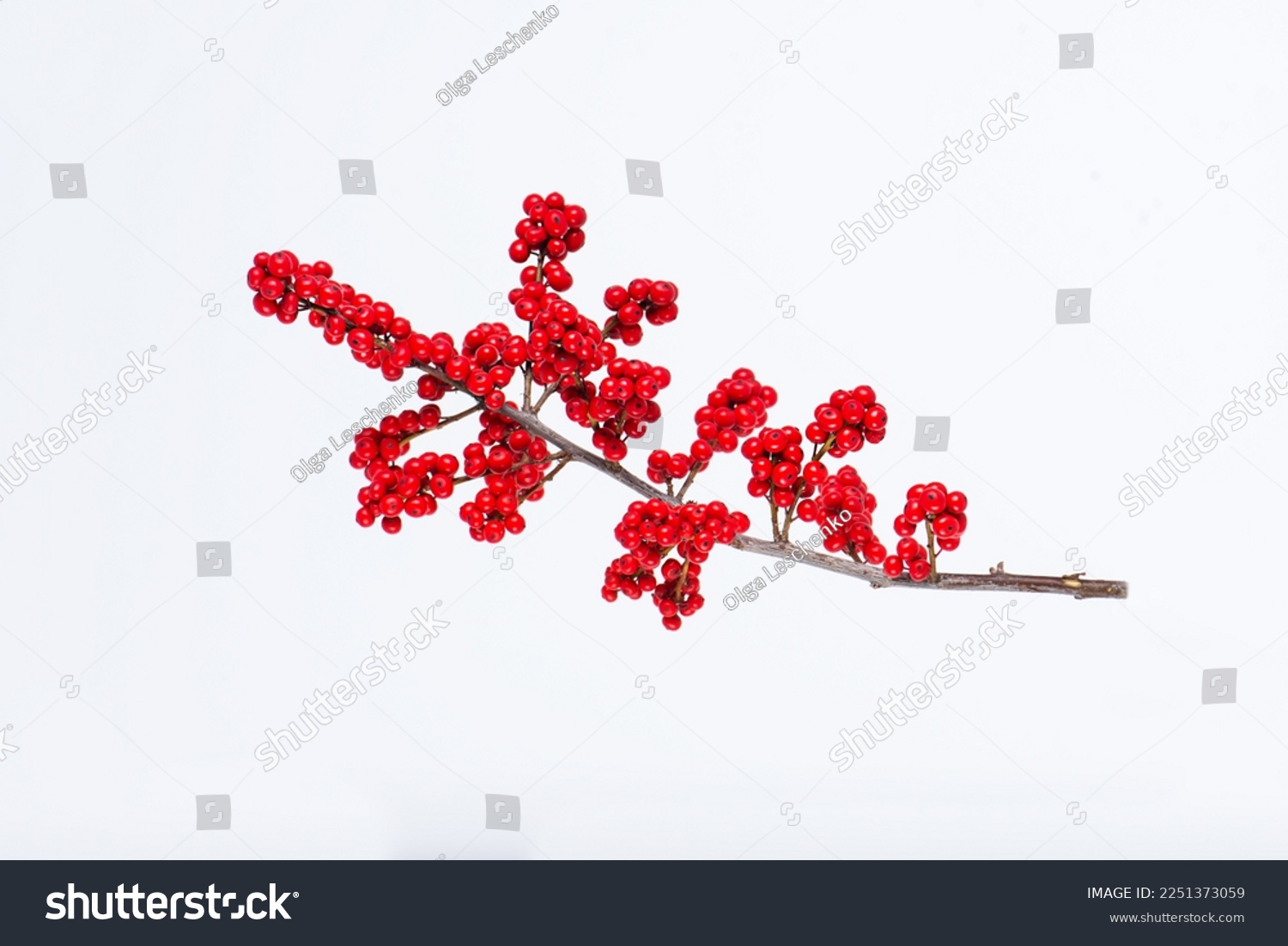 A branch of red berries of Meadow holly (Ilex decidua). Branch of fresh red ilex verticillata, winterberry on a white background. Selective focus. #2251373059