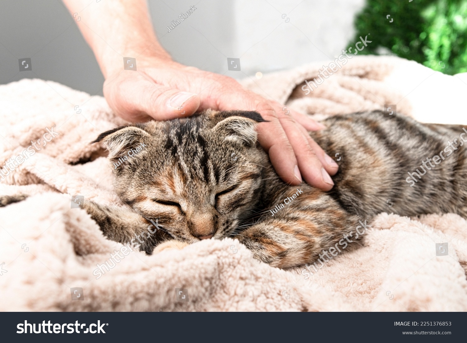 A striped cat rests and sleeps lying on a blanket in a room, a man's hand caresses the pet. Relationship between man and animal. #2251376853