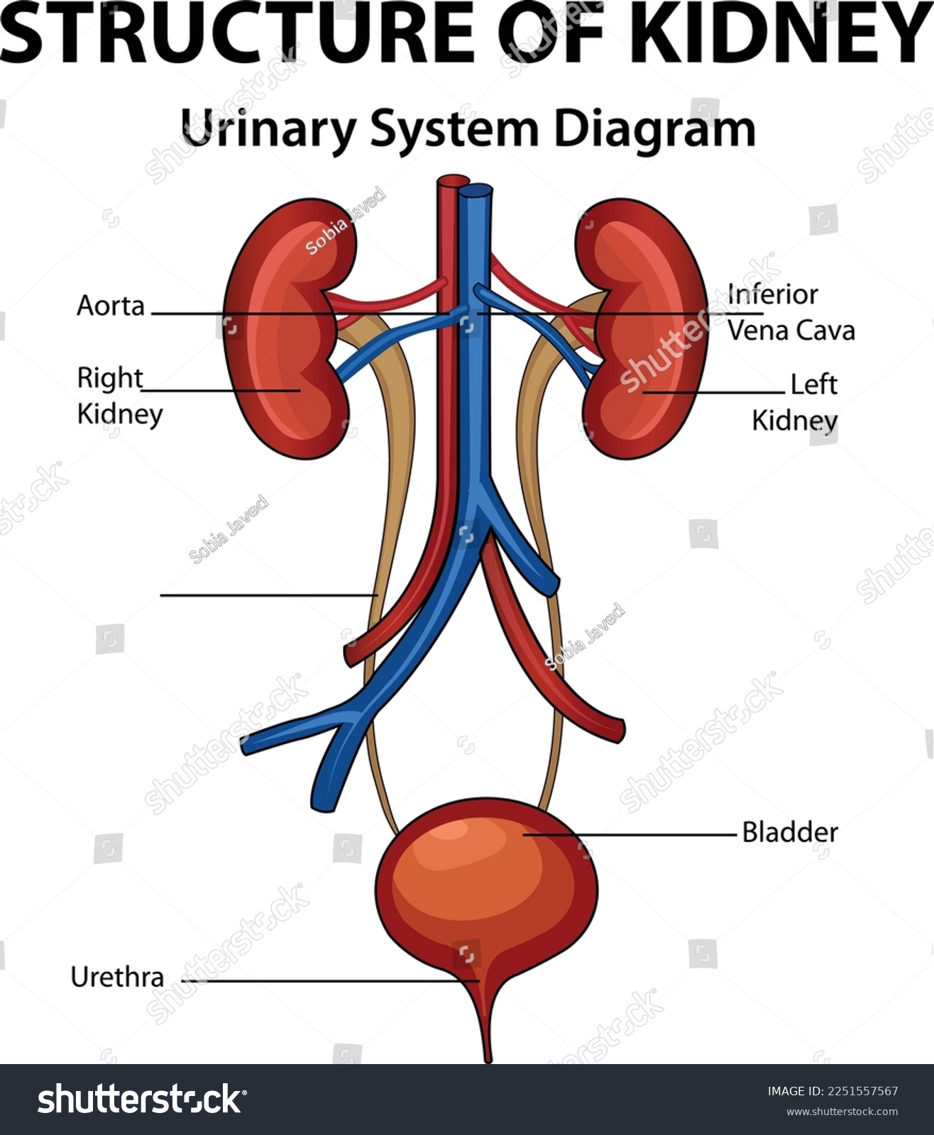 Structure of Kidney, Urinary System Diagram, - Royalty Free Stock ...