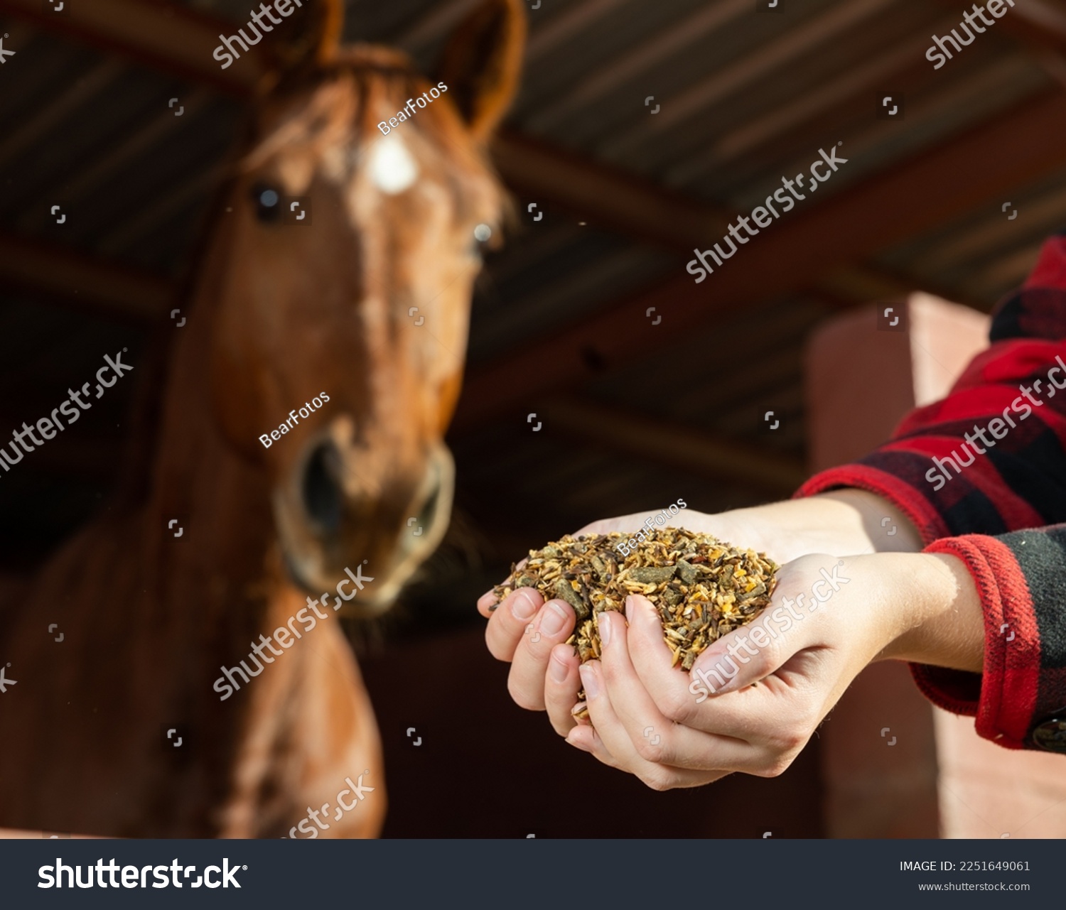 Crop hands of faceless female holding horse feed with corn, barley, oats grain in front of brown horse at stables #2251649061