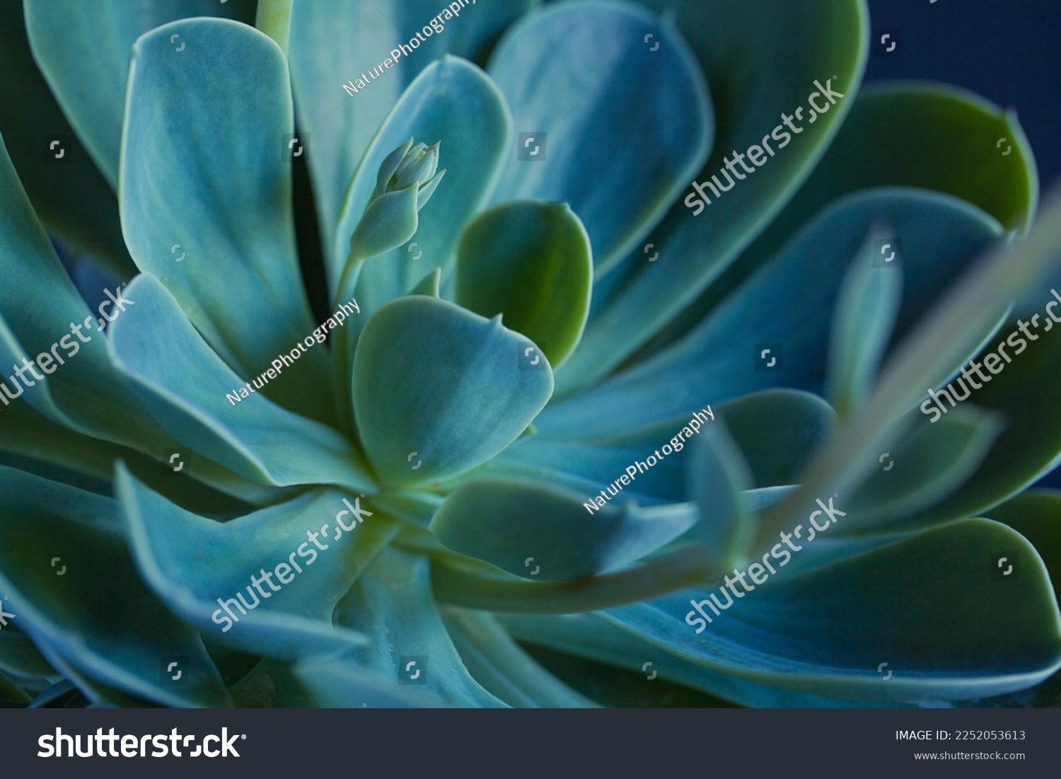 Succulent macro photo. Deep green natural plant. Ideal trendy backdrop with green leaves. Closeup with shallow depth of field of potted plant. #2252053613