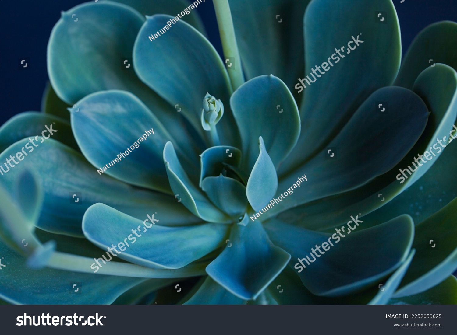 Succulent macro photo. Deep green natural plant. Ideal trendy backdrop with green leaves. Closeup with shallow depth of field of potted plant. #2252053625