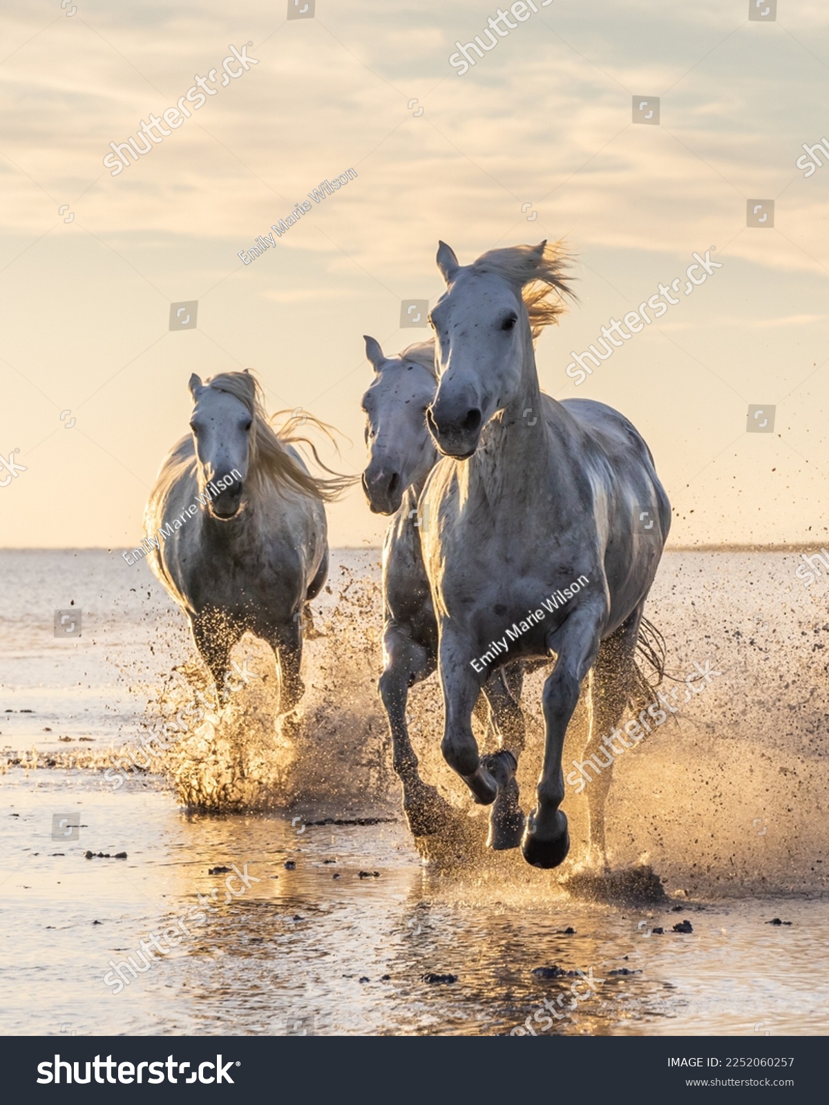 Saintes-Maries-de-la-Mer, Bouches-du-Rhône, Provence-Alpes-Cote d'Azur, France. Camargue horses running through water at sunrise. #2252060257
