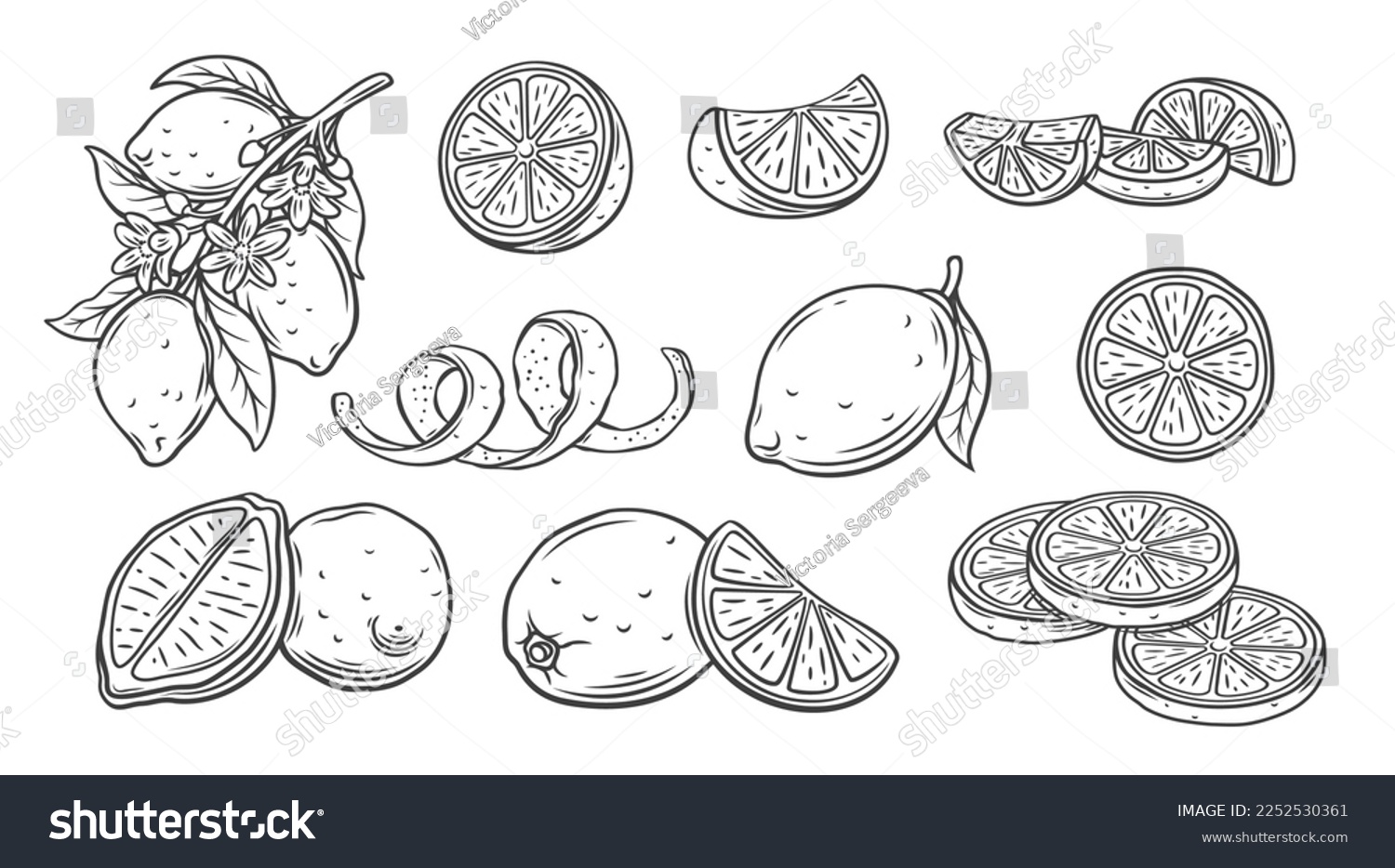 Lemon line icons set vector illustration. Hand drawn outline whole citrus with peel and natural fruit cut into different pieces and circle slices, twists of lemon zest and branch of blossom and leaves #2252530361