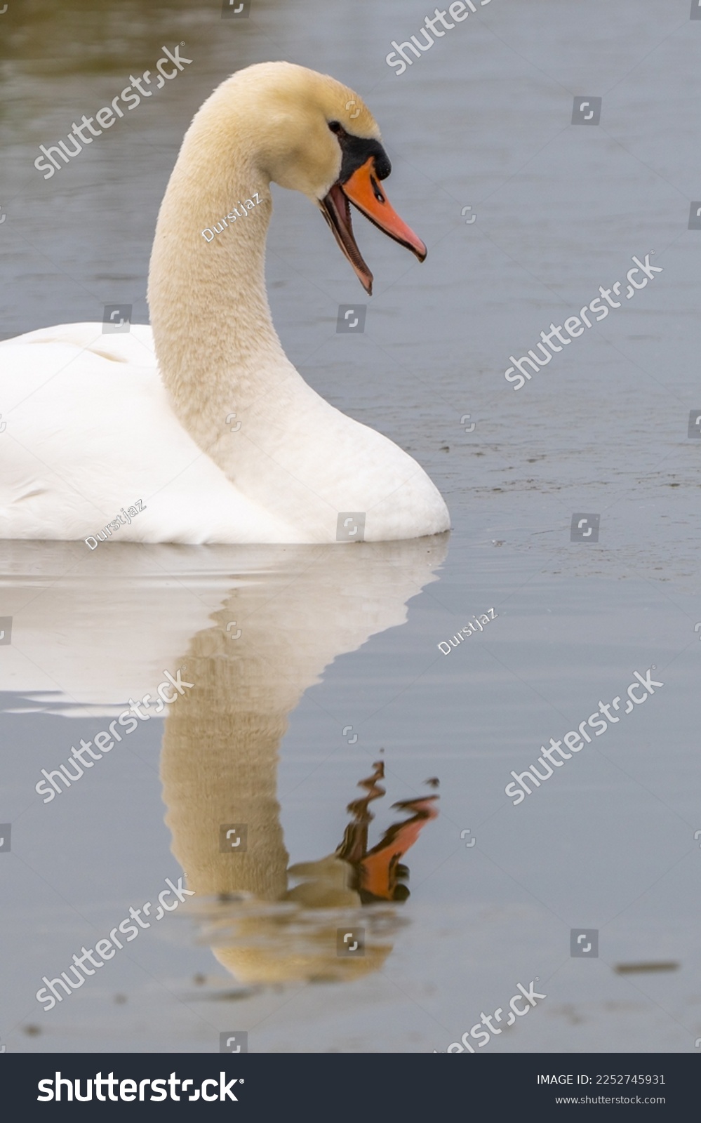 Mute swan, beak is open, vertical frame with its reflection in the water #2252745931