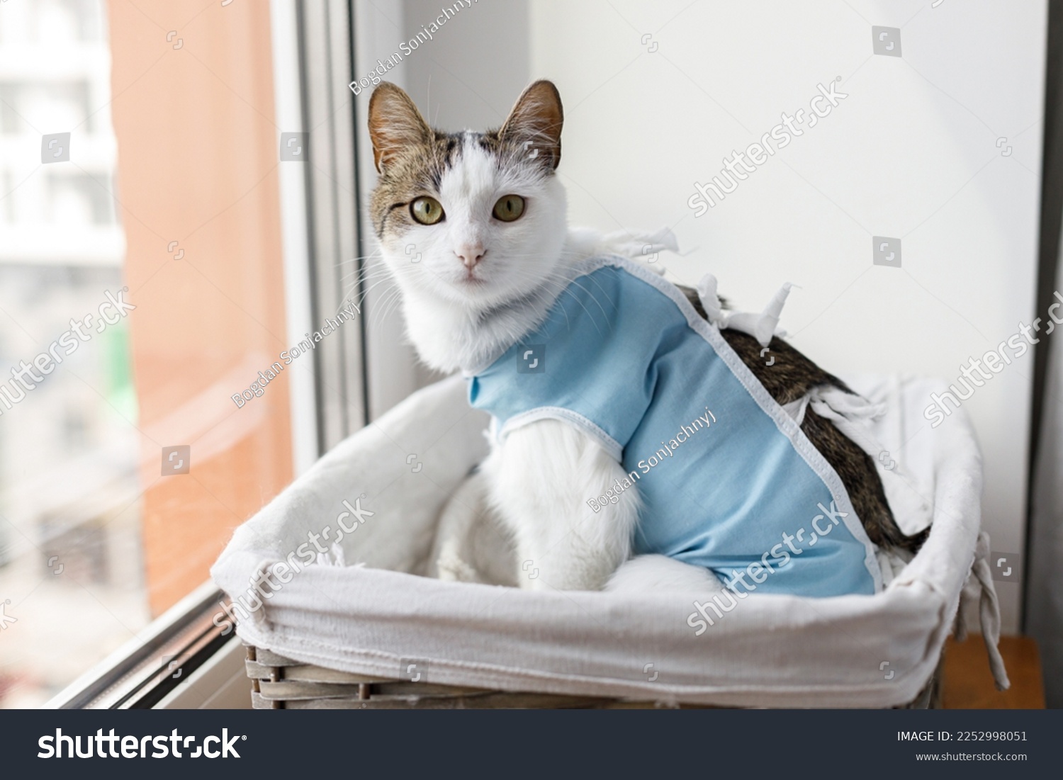 Cute cat after spaying sitting in basket at window. Post-operative Care. Pet sterilization concept. Adorable kitty portrait in special suit bandage recovering after surgery #2252998051