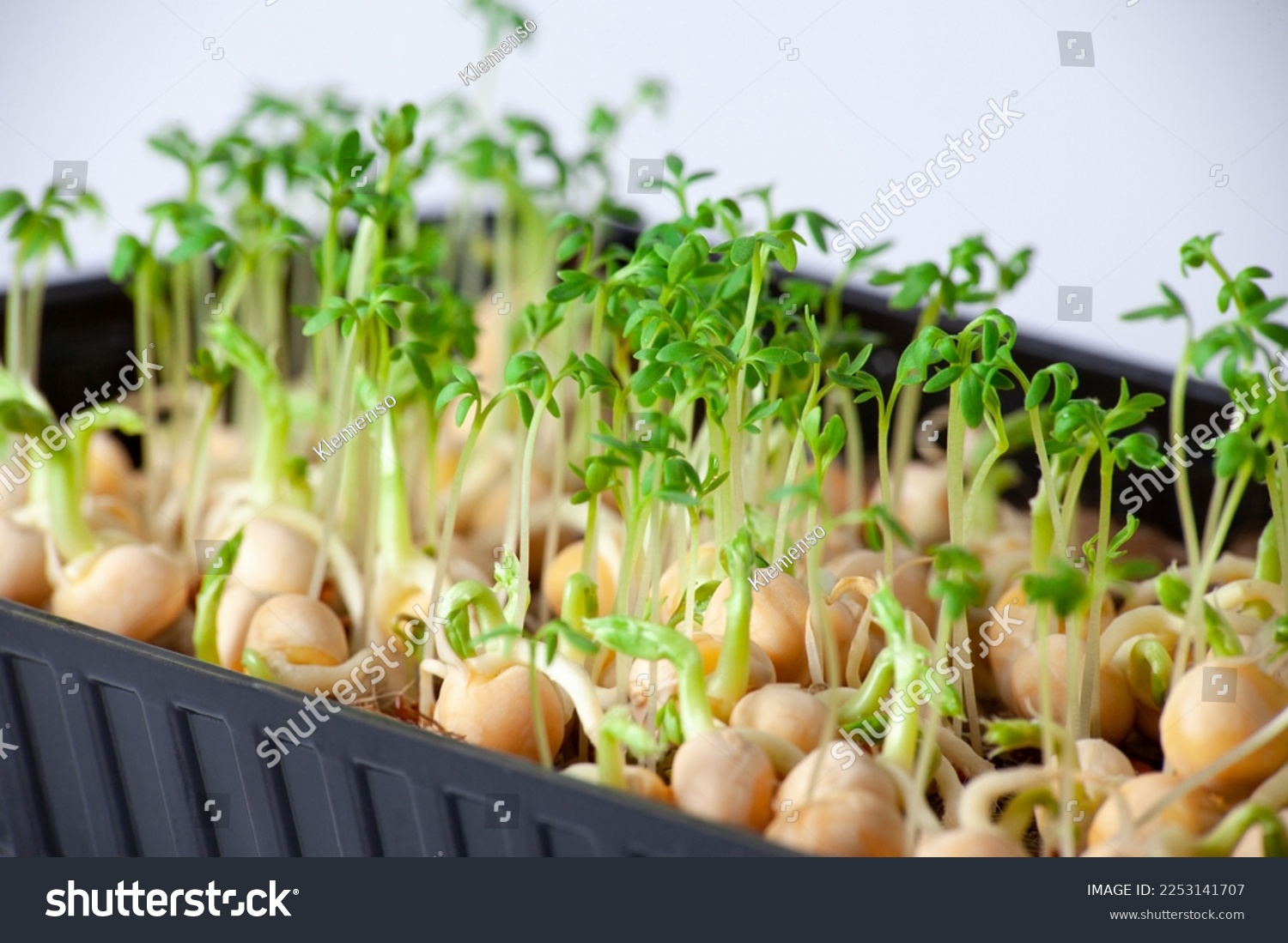 Close-up of peas microgreens with seeds and roots. Sprouting Microgreens. Seed Germination at home. Vegan and healthy eating concept. Sprouted peas Seeds, Micro greens. Growing sprouts. Hydroponic. #2253141707