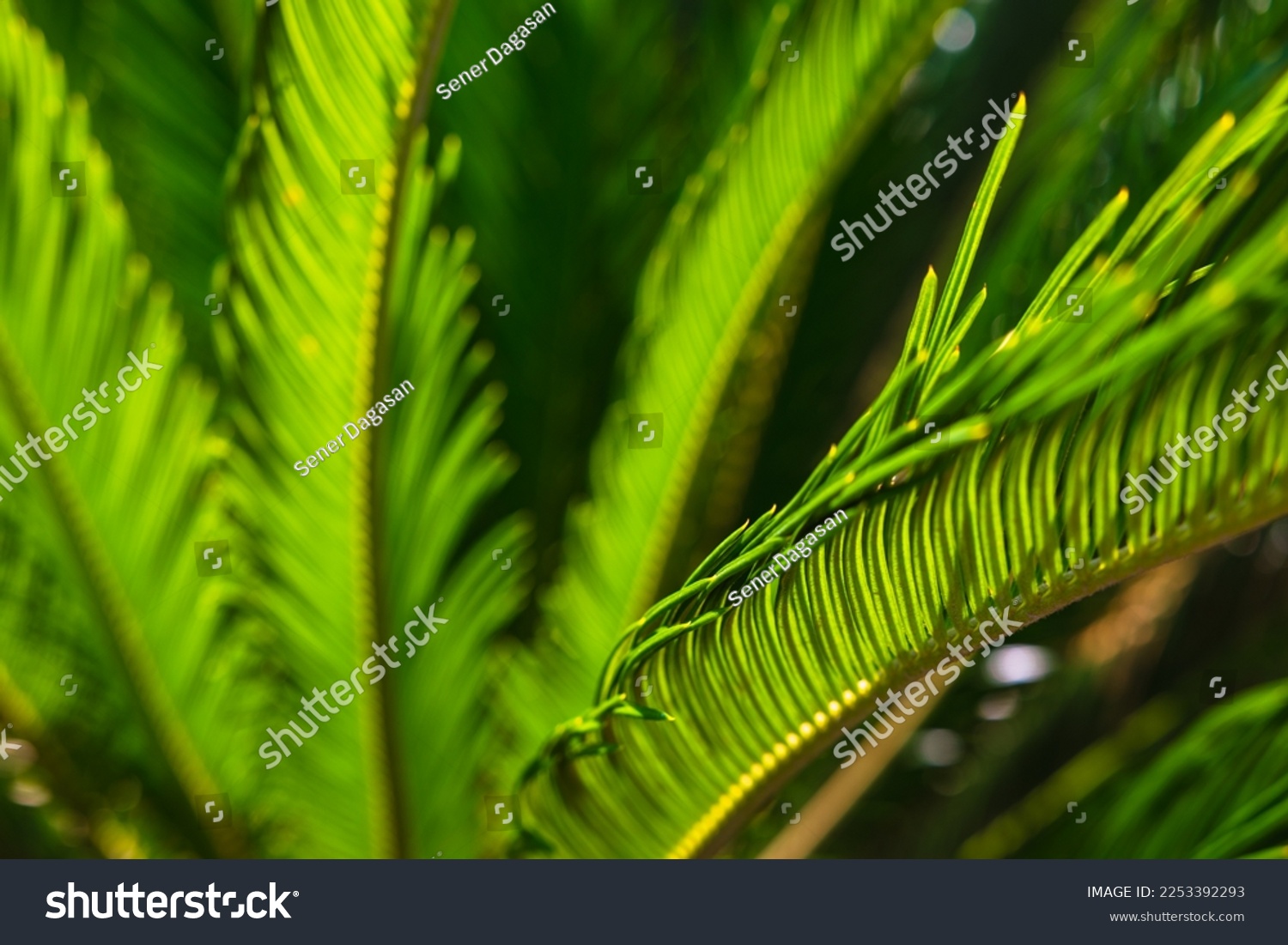 Sago palm or cycas revoluta leaves in focus. Decorative plants. Nature background. #2253392293