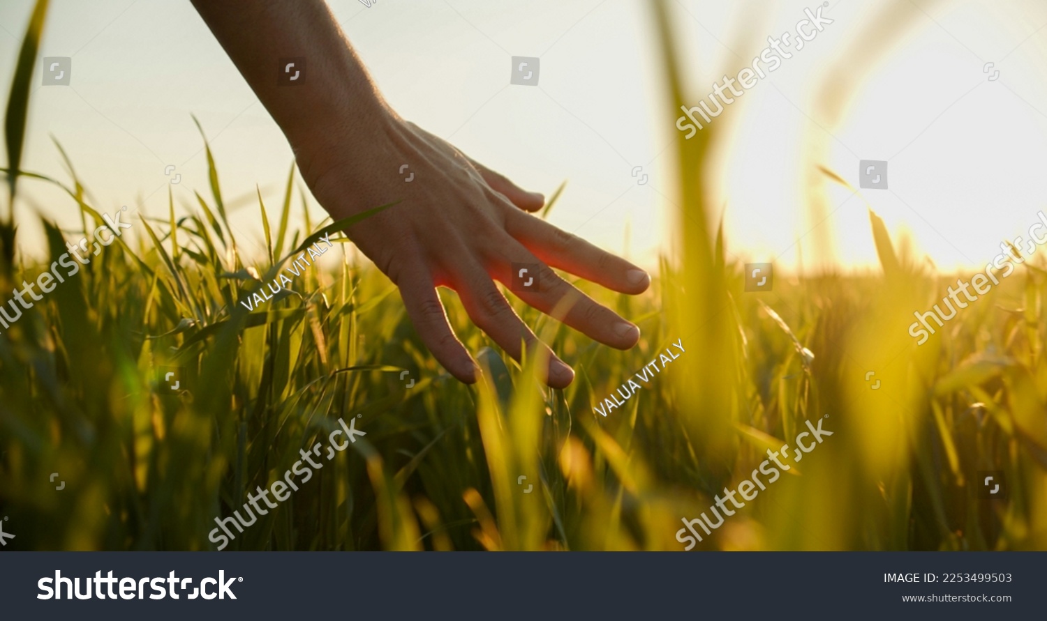 Human  man's hand moving through green field of the grass. Male hand touching a young  wheat  in the wheat field while sunset.   Boy's hand touching wheat during sunset. #2253499503