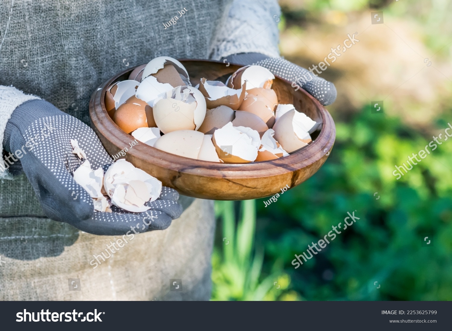 Brown and white eggshells placed in wooden bowl in hands of woman in vegetable garden background, eggshells stored for making natural fertilizers for growing vegetables, sustainability concept #2253625799