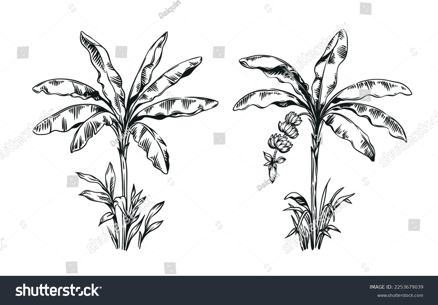 Hand drawn black and white tropical banana palms - Royalty Free Stock ...