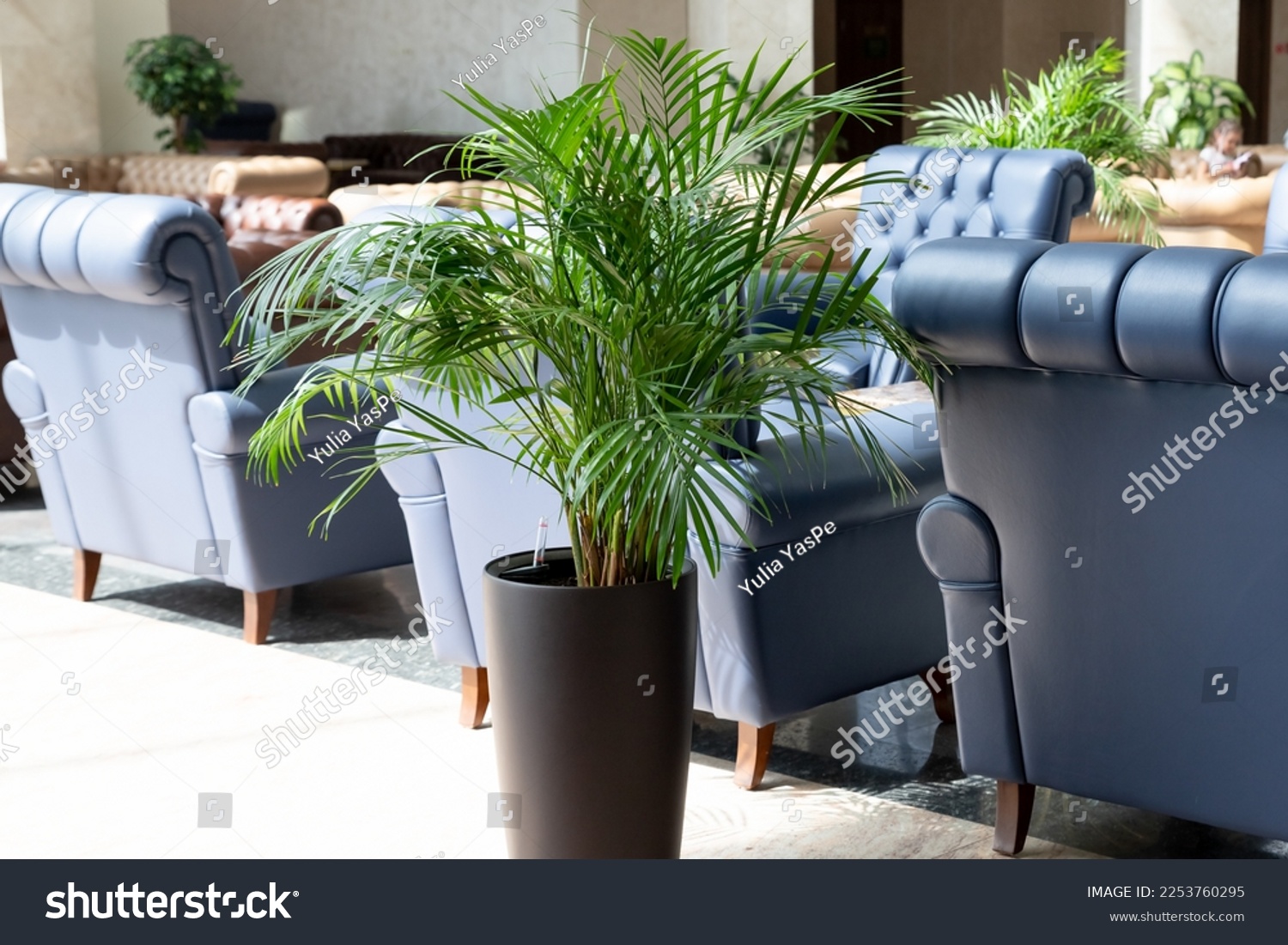 Tropical palm in interior of hall. blue leather comfortable armchair and palm aside in hall interior.Decorative Areca palm under natural light. green natural houseplant in flower pot #2253760295