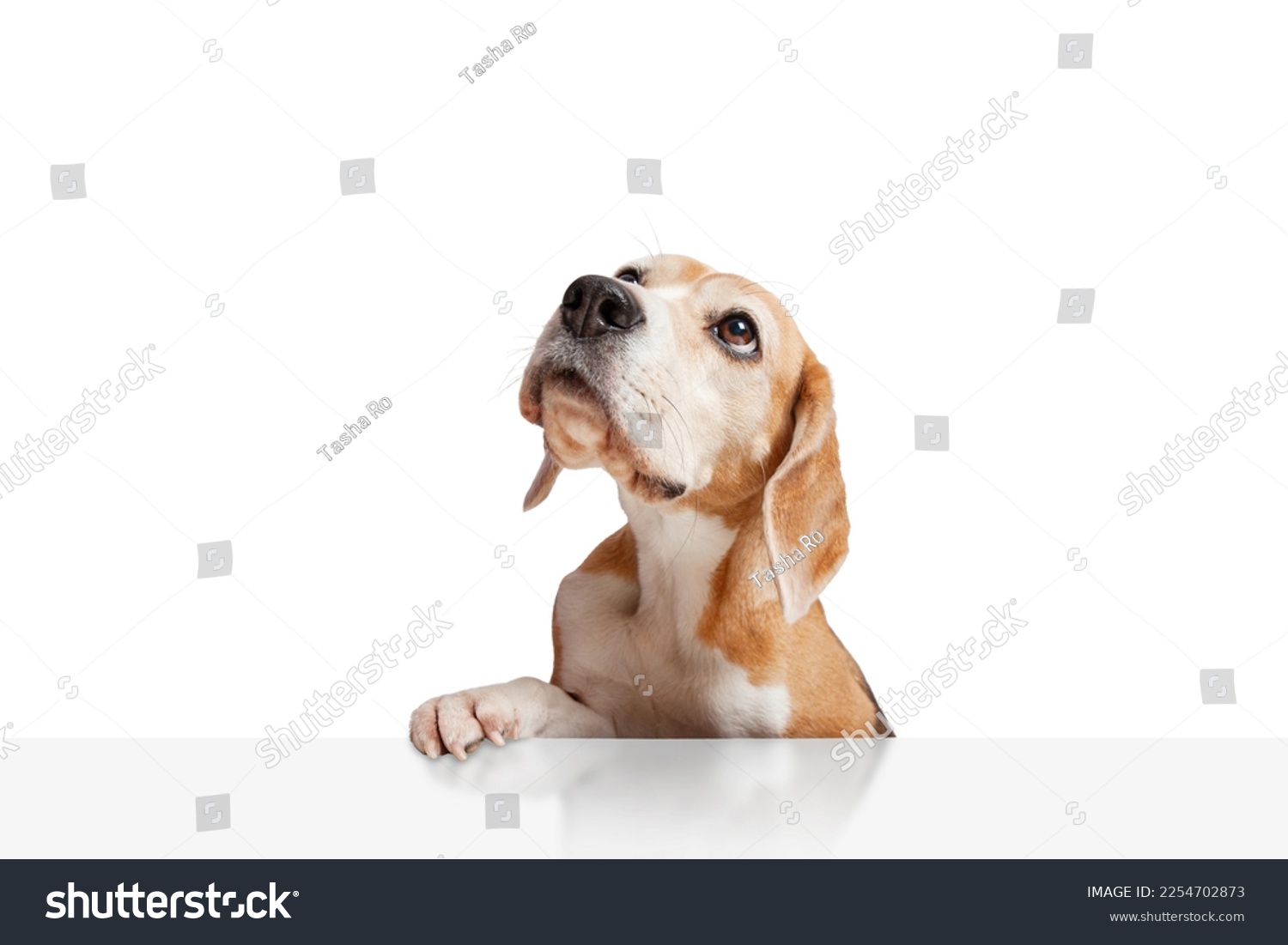 A beagle dog looking up with paws hanging over white table. Isolated on white background. Copy space. Suitable for collage and banner making and any other design #2254702873