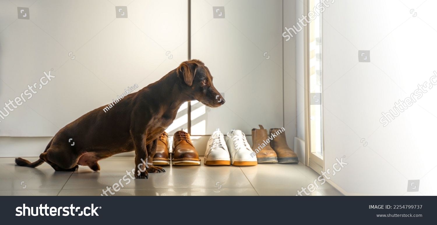 Faithful Brown Dog Waits For Return Of Owners Back Home Standing At Front Entrance Door. Purebred Pet Dachshund Looking At Window In Hallway. Copy Space. Concept Of Loneliness And Aging #2254799737