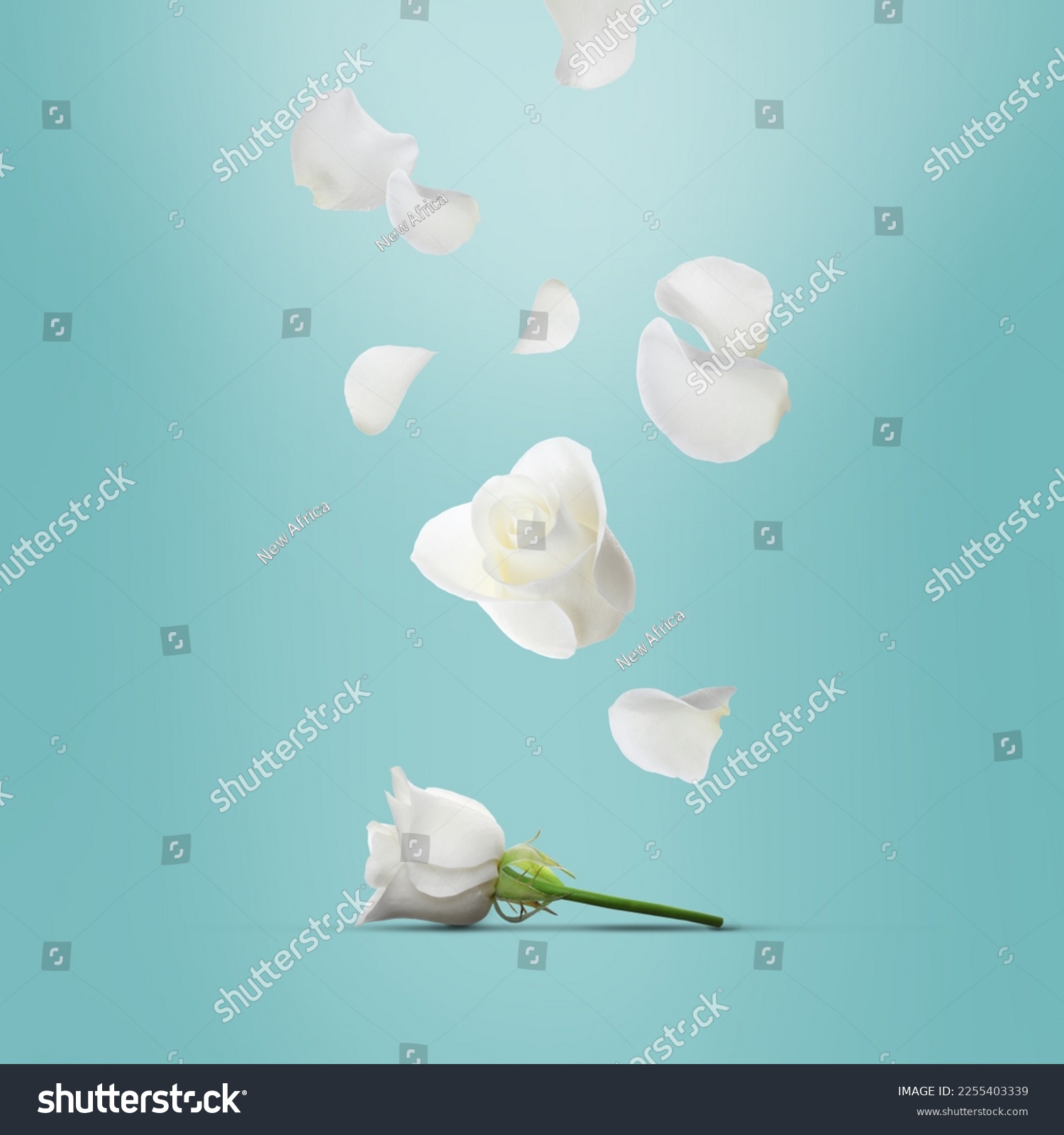 Beautiful white rose flowers and petals falling on turquoise background #2255403339