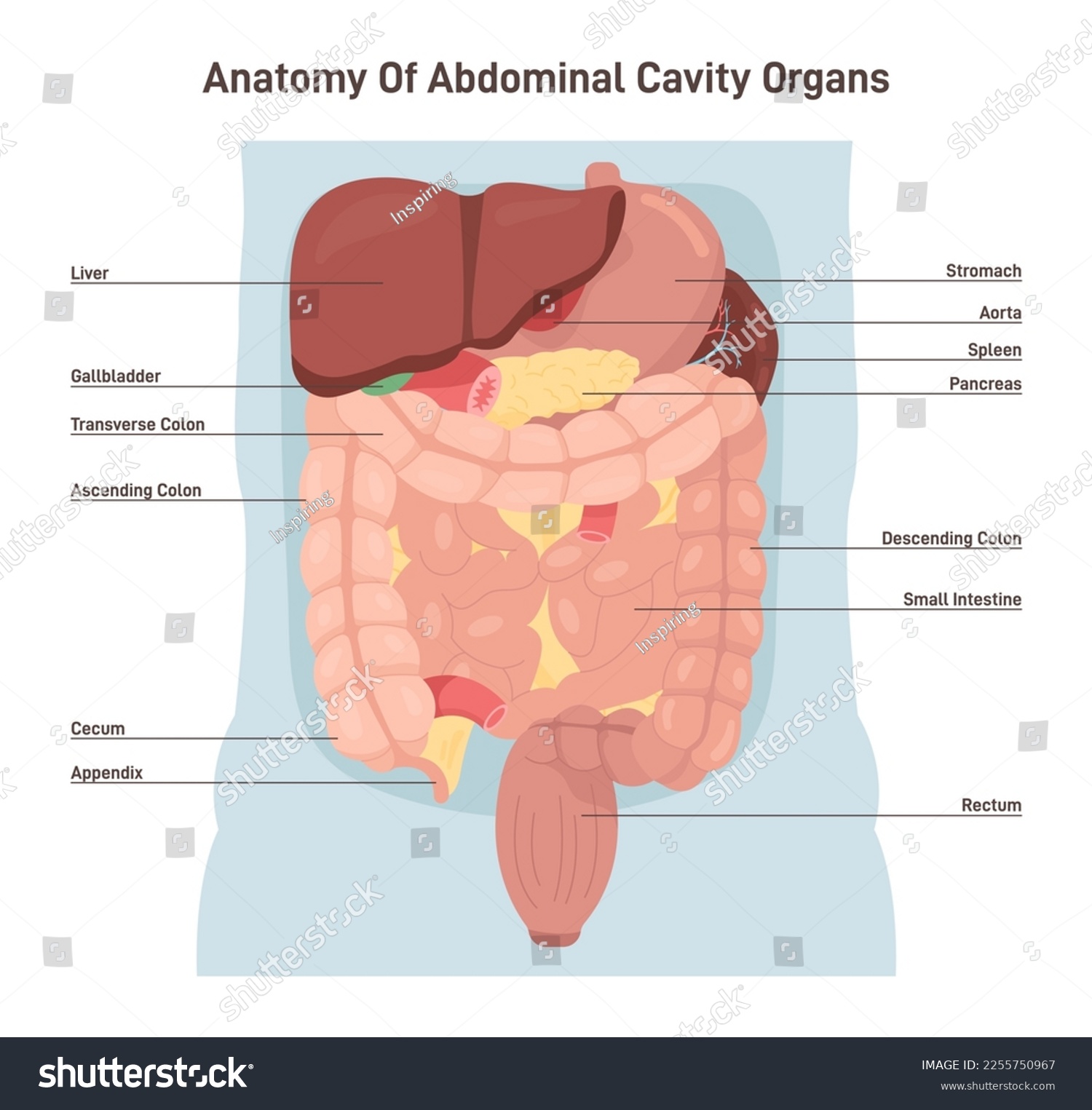 Human abdominal cavity organs. Digestive and - Royalty Free Stock ...