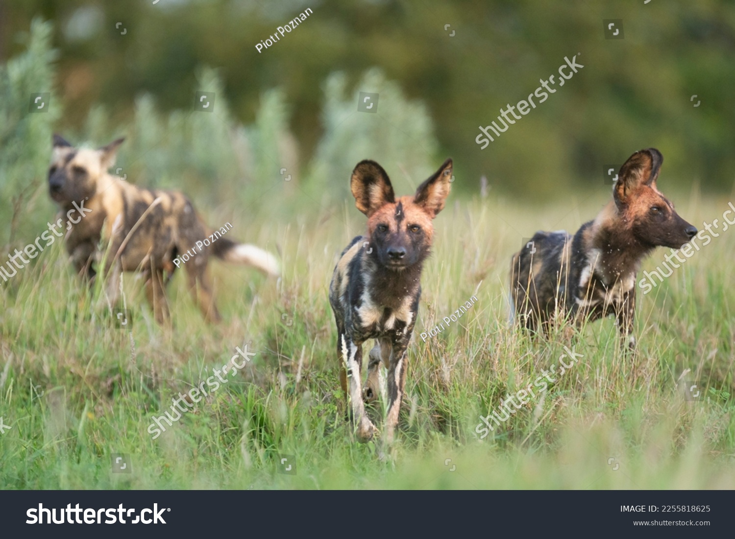 Pack of african wild dogs - Lycaon pictus - walking on ground with green vegetation in background. Photo Kruger National Park in South Africa. #2255818625