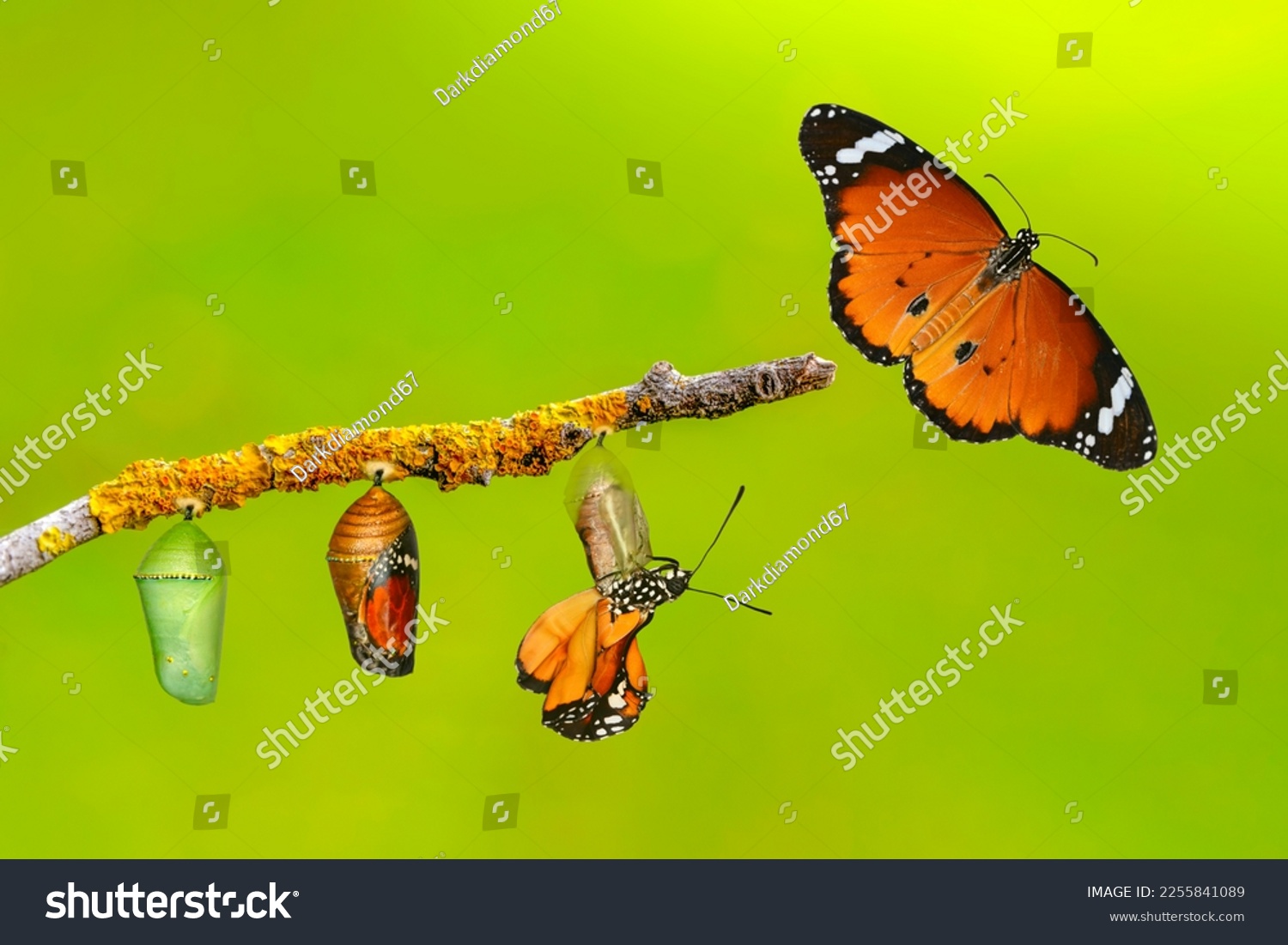 Amazing moment . caterpillar, Large tropical butterfly hatch from the pupa, and emerging with clipping path. Concept transformation of Butterfly #2255841089