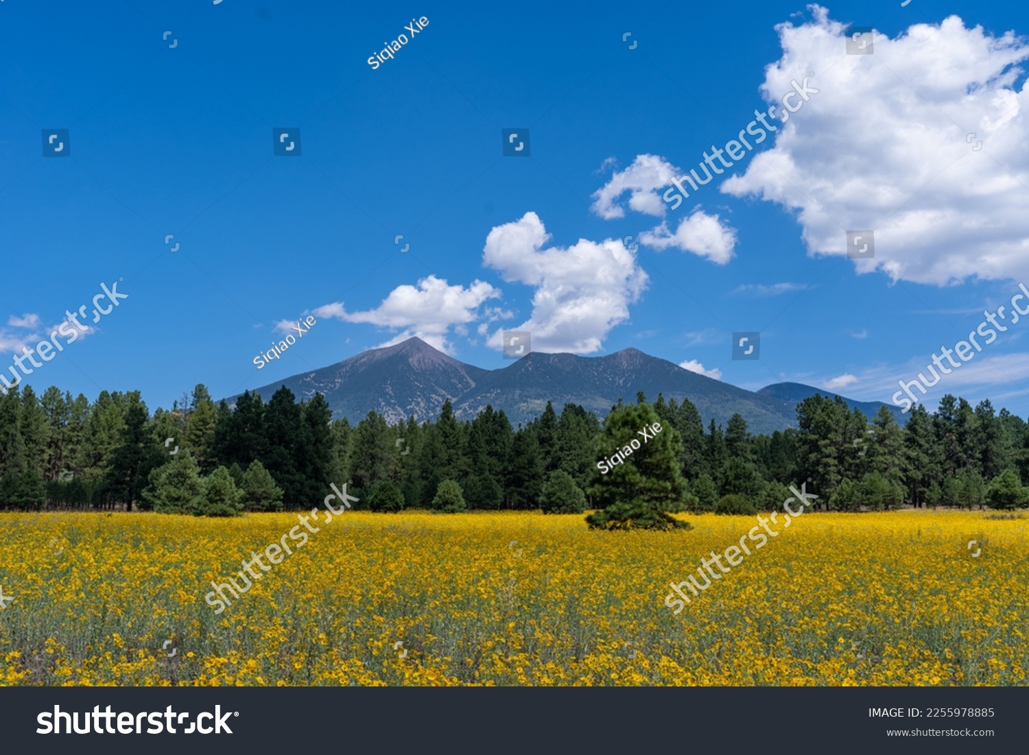 flower fields in Flagstaff AZ #2255978885