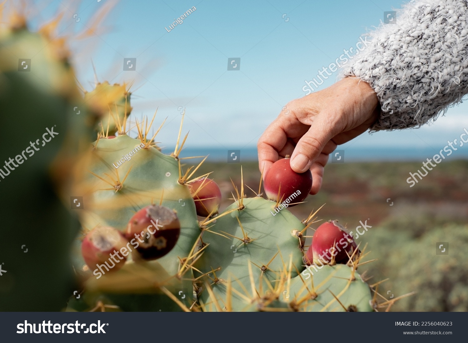Female hands touch a fruit of the wild prickly pear, thorns, attention, spontaneous tropical plant. Horizon over the sea #2256040623