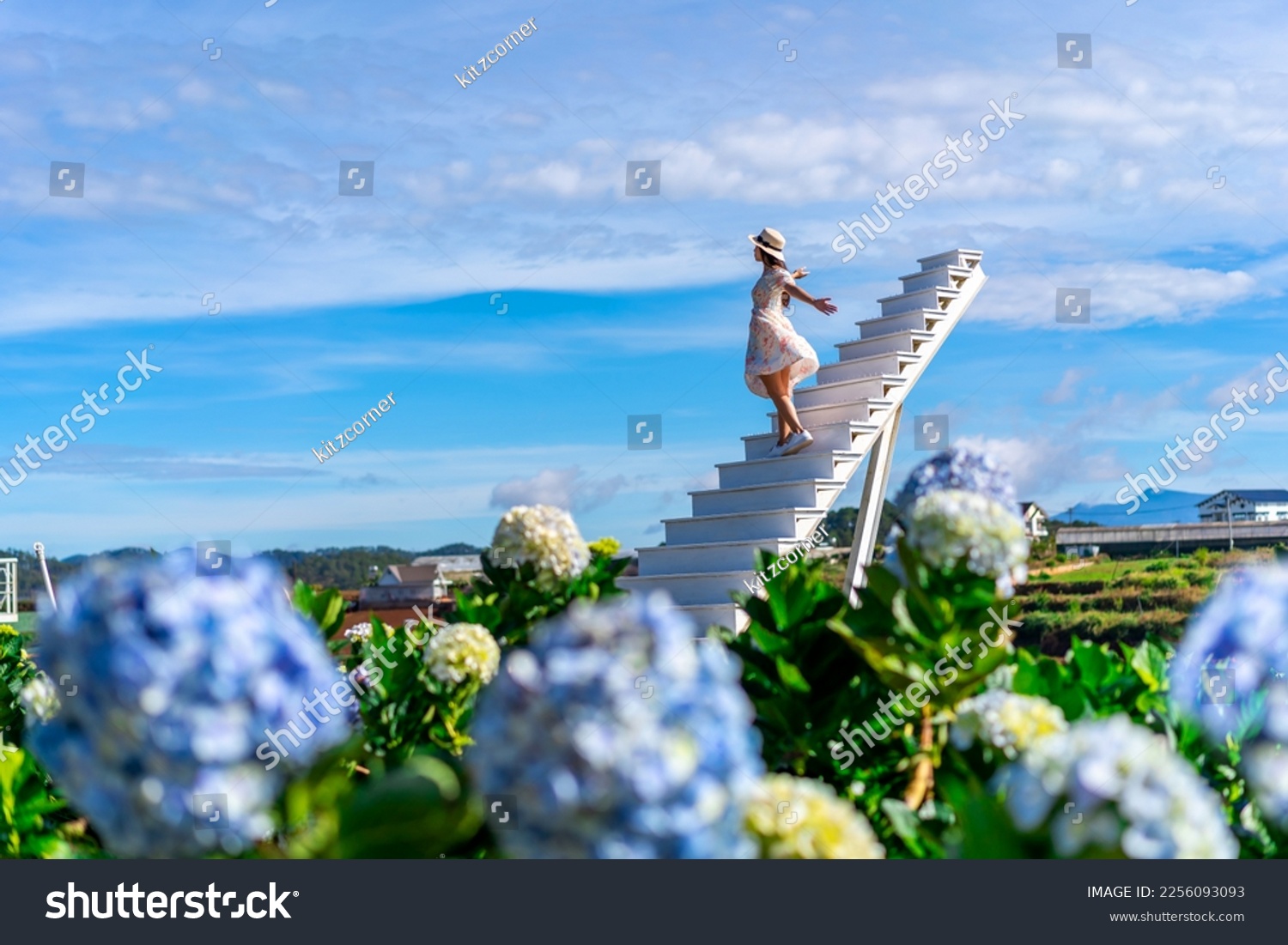Young woman traveler enjoying with blooming hydrangeas garden in Dalat, Vietnam, Travel lifestyle concept #2256093093