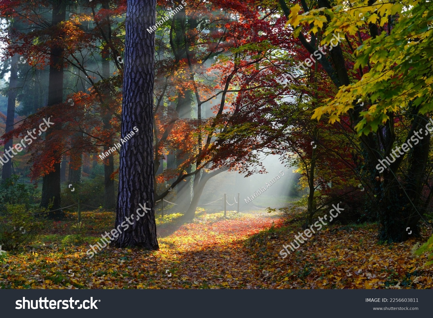 Beautiful autumn - red-leaved maple in the morning mist.Magical autumn forest in the morning. #2256603811