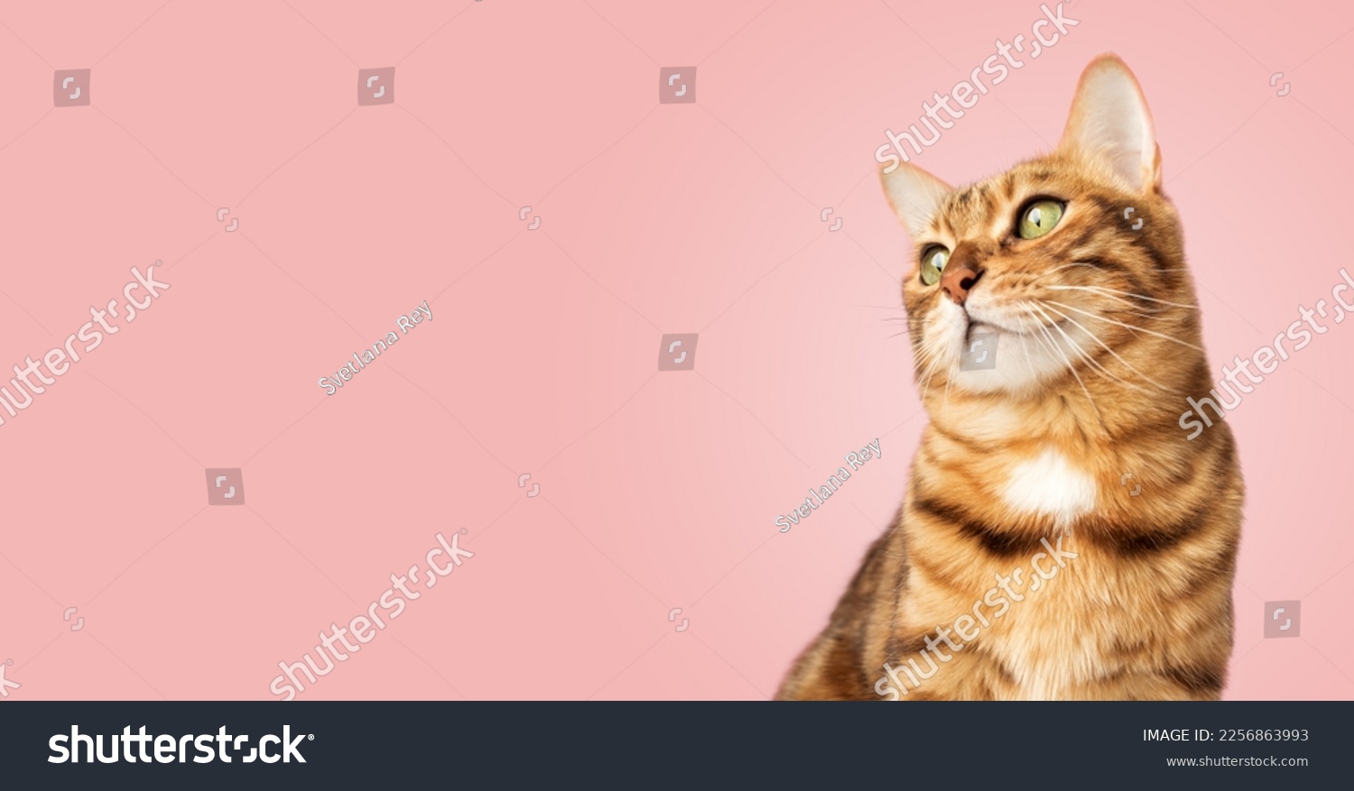 Portrait of a Bengal cat on a pink background. Copy space. #2256863993
