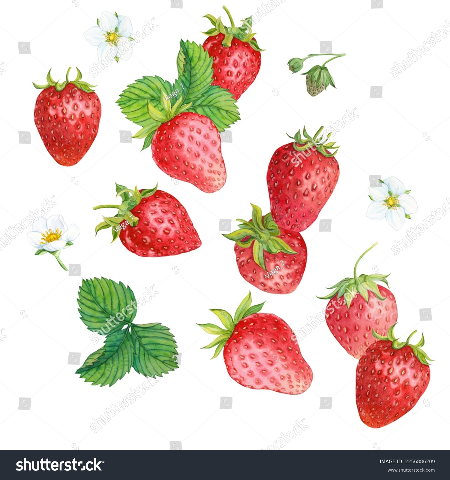 Falling juicy ripe strawberries with green leaves on a white background. Watercolor illustration for advertising juices, desserts, pastries. #2256886209