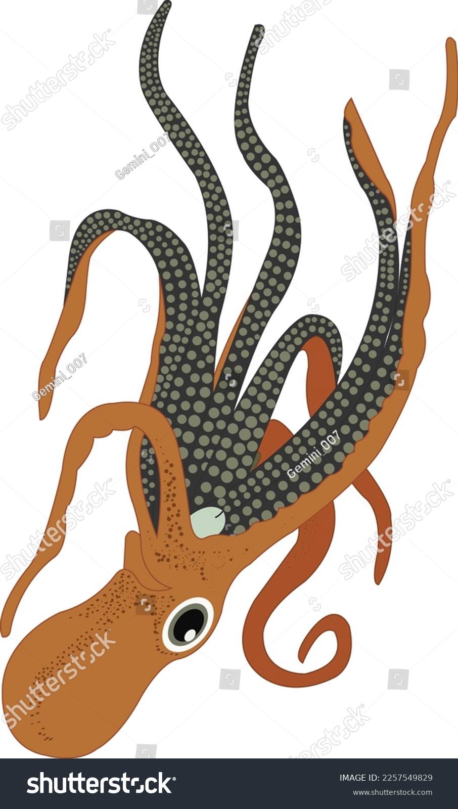 phylum mollusca, example octopus ( aquatic Royalty Free Stock