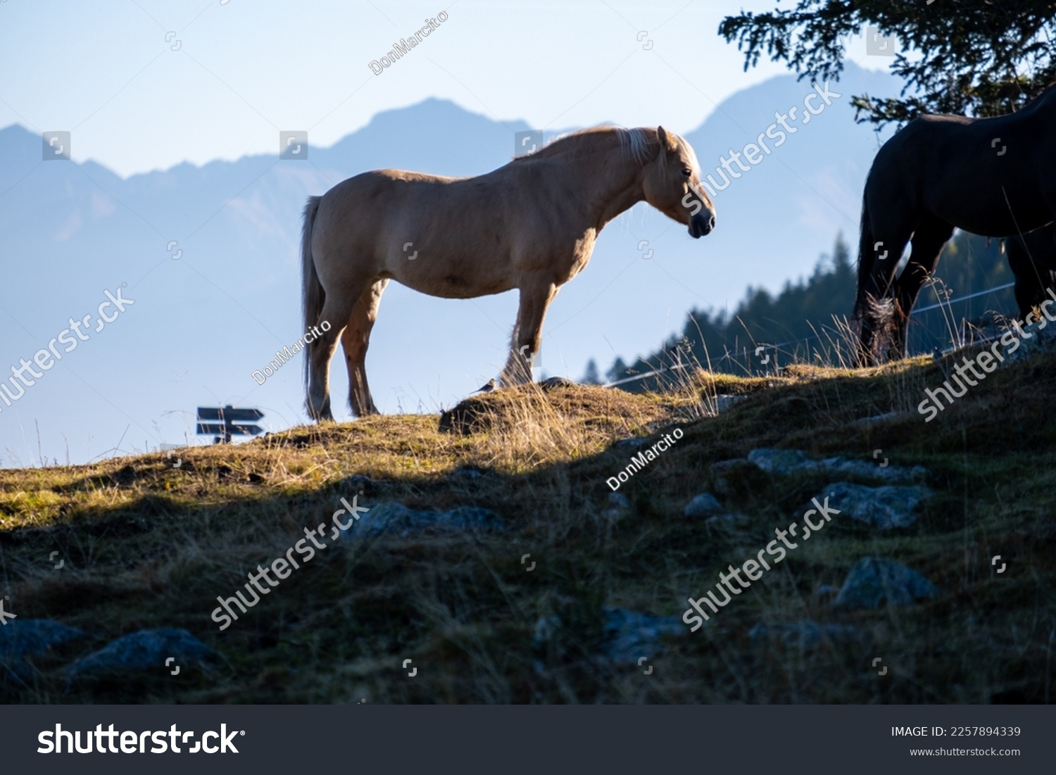 Haflinger horse stands on the alpine meadow in the alps #2257894339