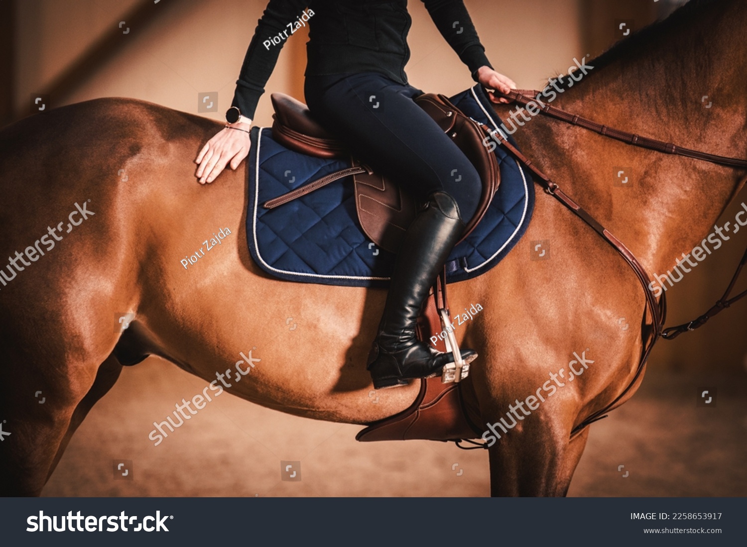 Side View of a Female Rider on a Horse Inside Indoor Riding Arena Wearing Luxury Brown Leather Equipment. Equestrian Style and Fashion. #2258653917