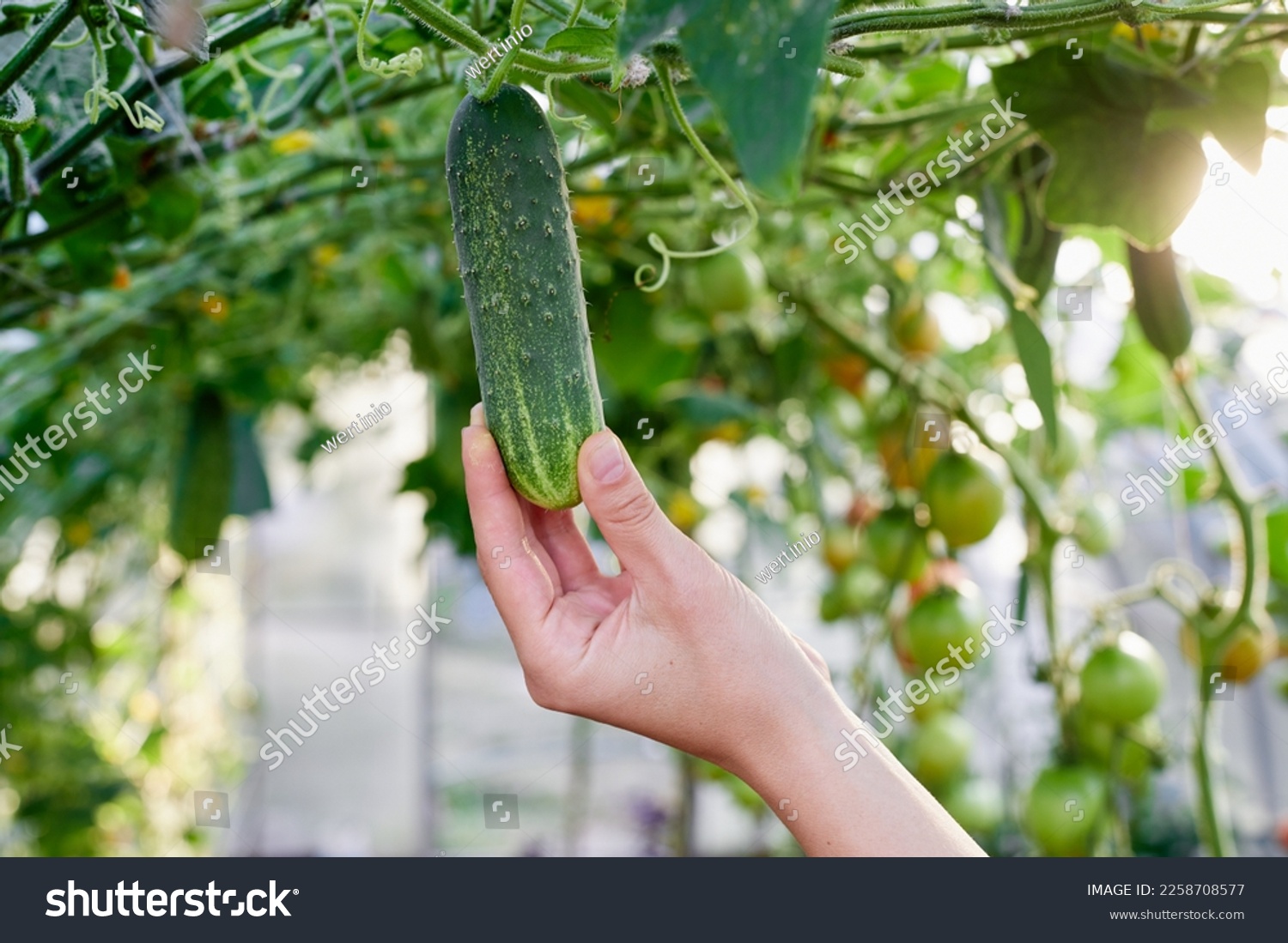 A woman gardener pick organic vegetables. Caring for cucumber plants in the home vegetable greenhouse. #2258708577