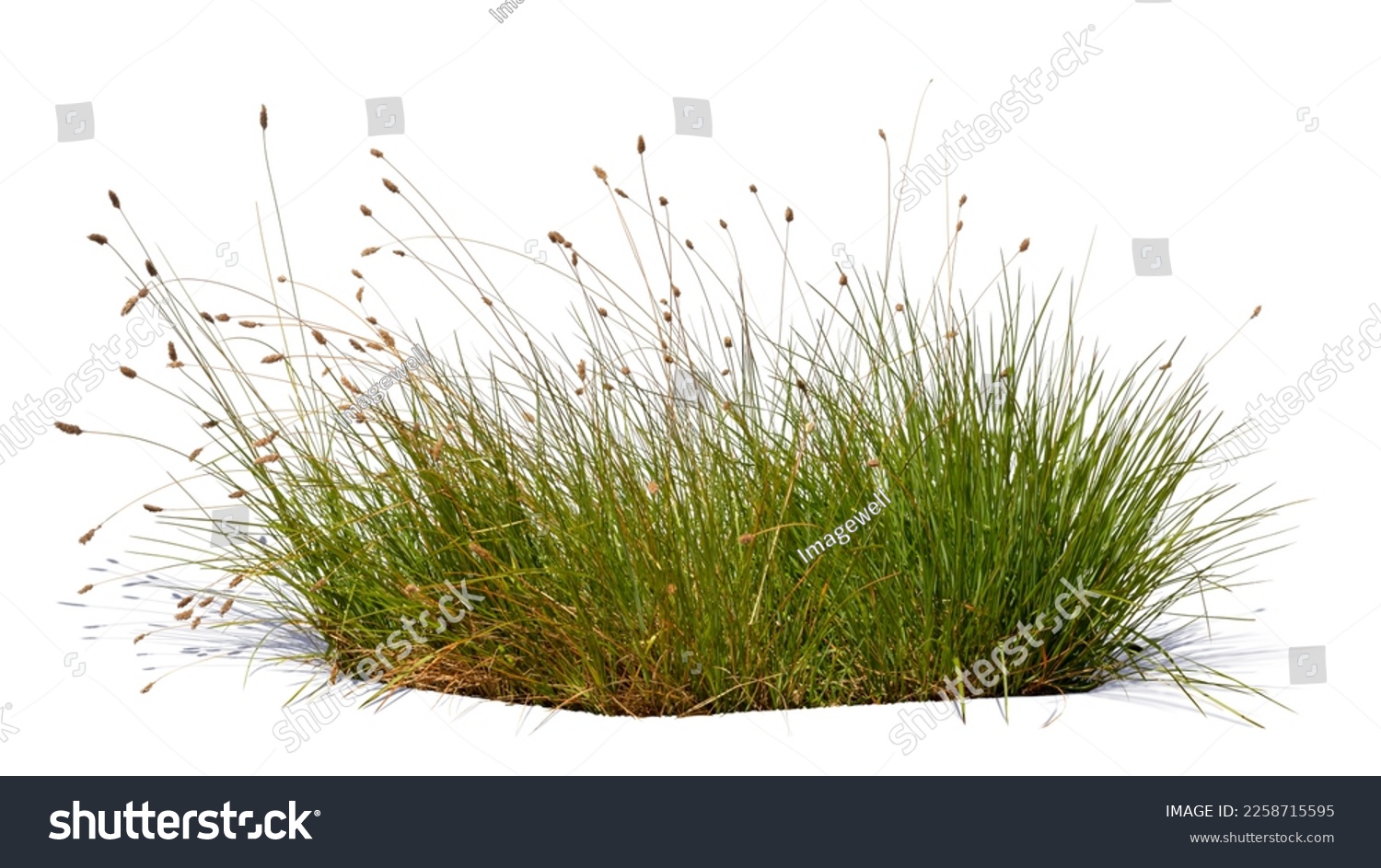 Bush of blooming ornamental grass isolated on white background #2258715595