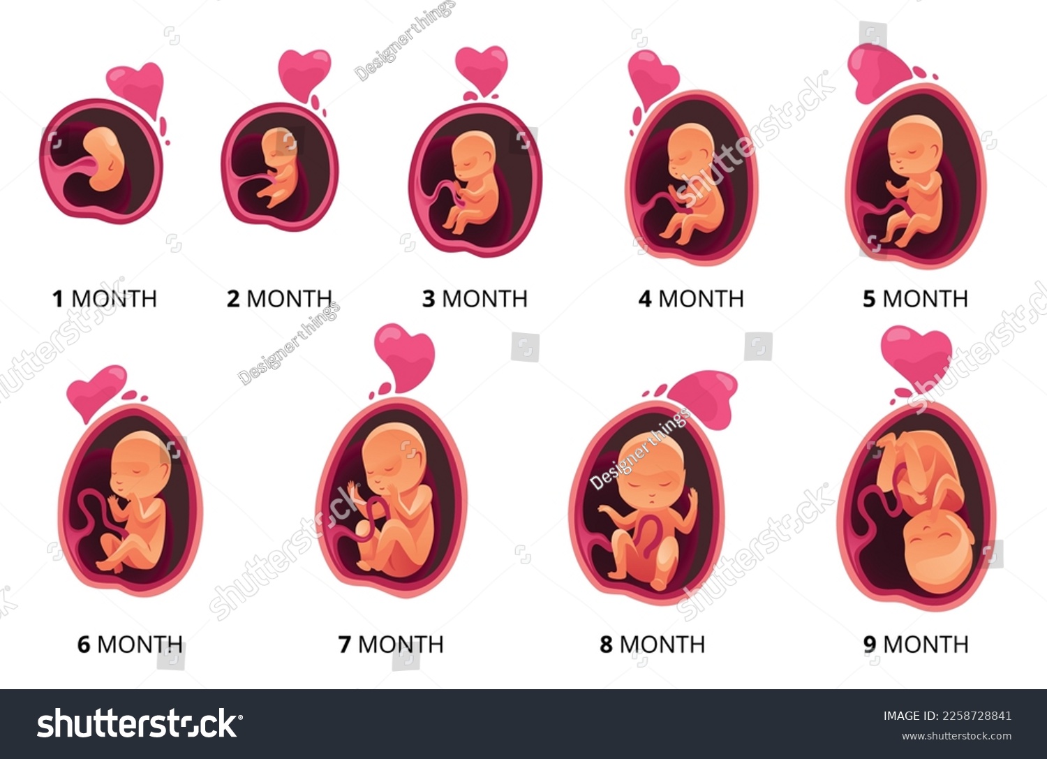 Embryo month stage growth, fetal development - Royalty Free Stock ...