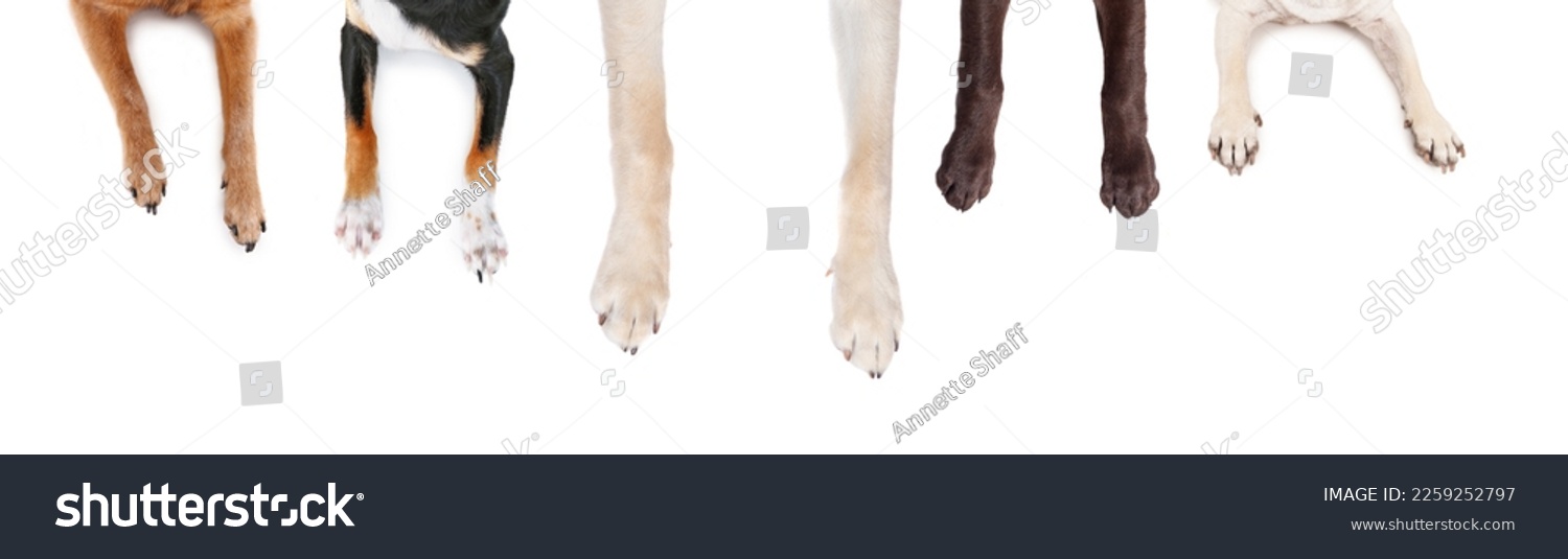 top view of dog legs sprawled out on an isolated white background #2259252797