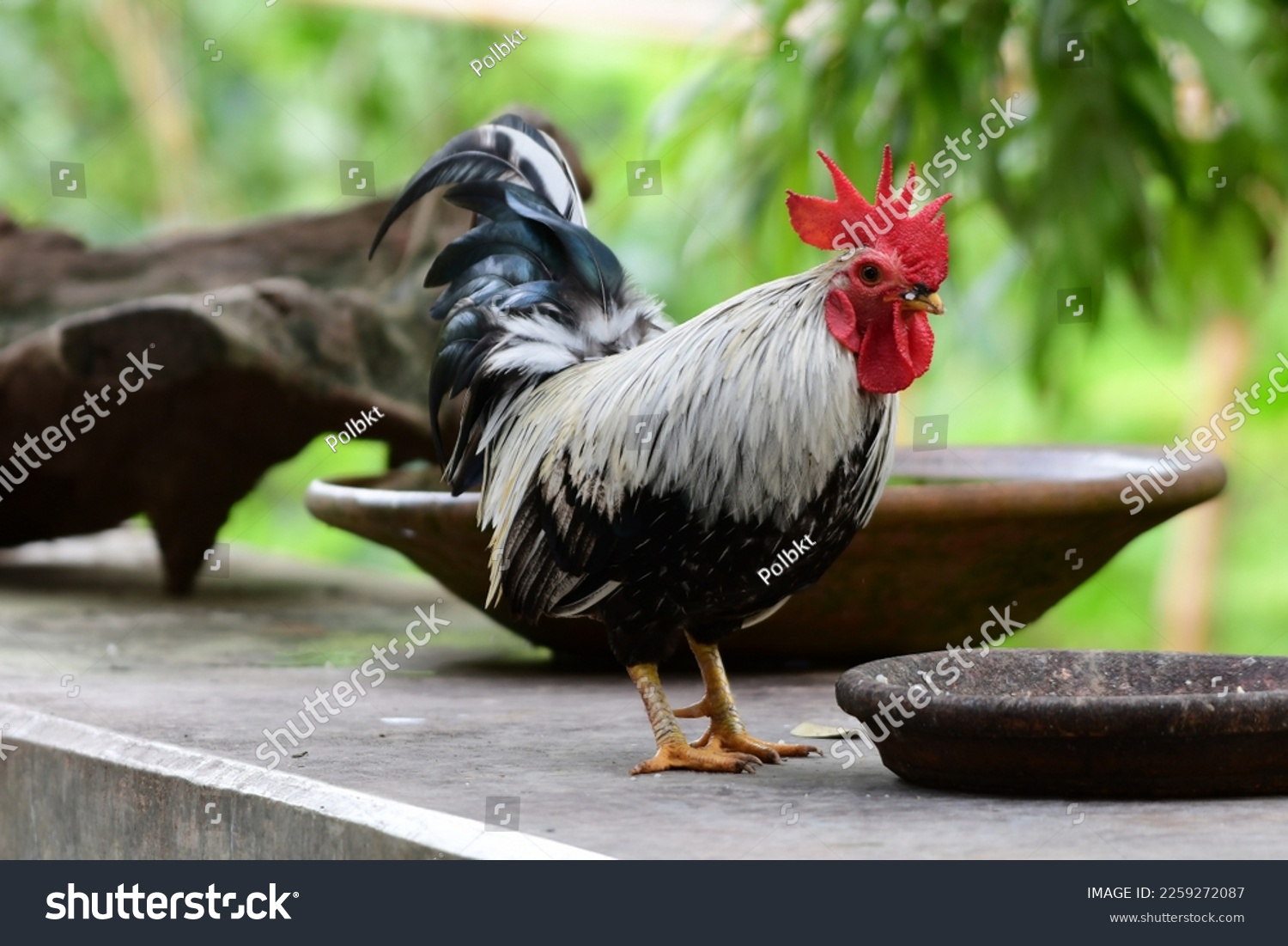 Beautiful bantam with colorful feathers. Focus on bantam and blur the background. #2259272087