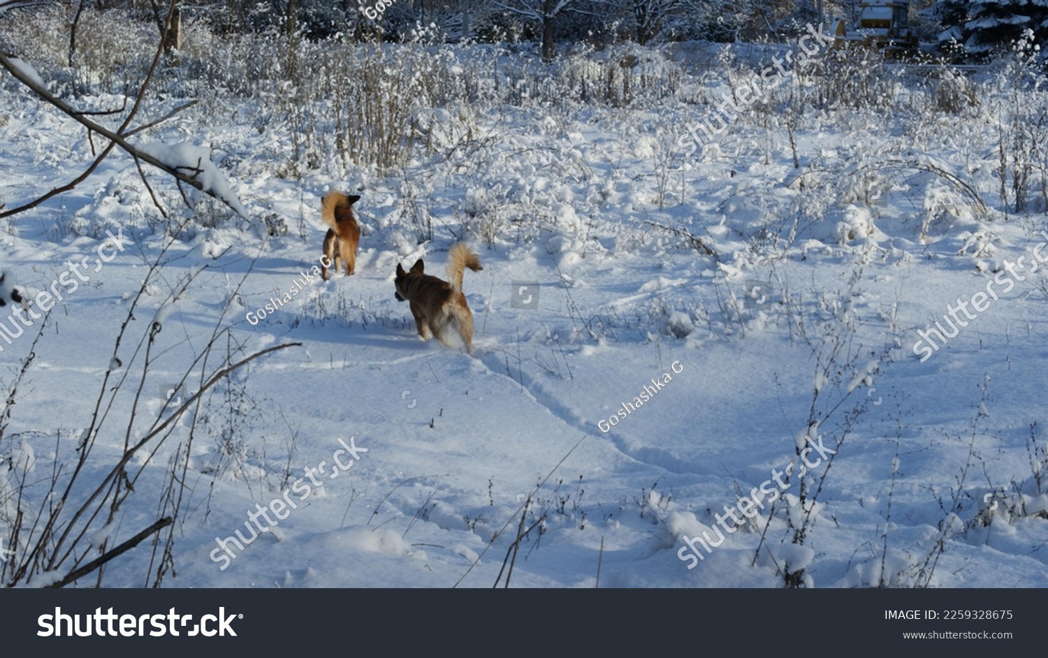Red Dingo dogs that run through the forest and play in the snow. #2259328675