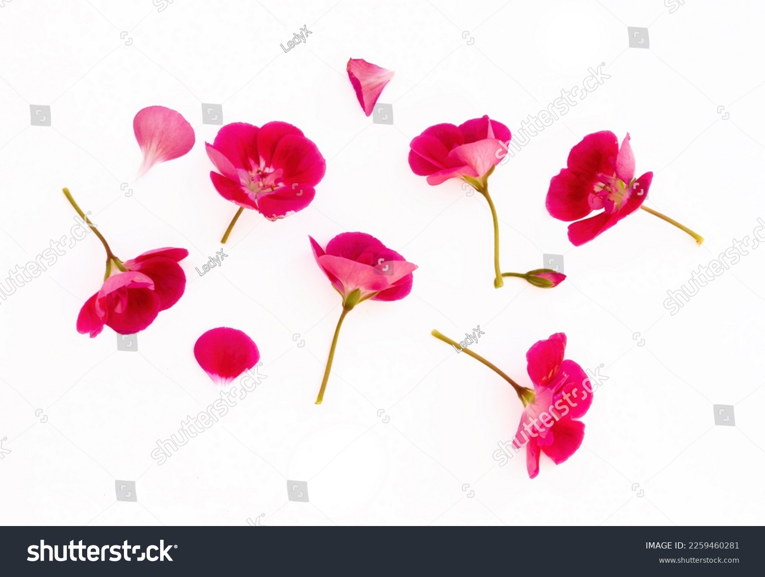 Set of pink flowers and geranium petals. Floral isolated design element, top view, flat lay. #2259460281
