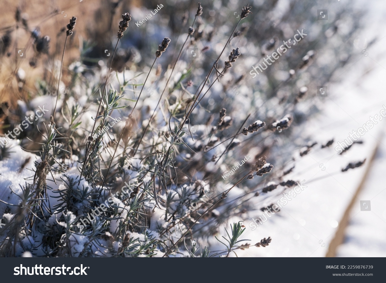 Lavender bushes with dry inflorescences in winter under snow #2259876739