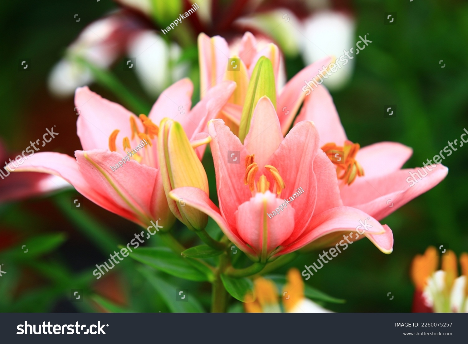 blooming colorful Oriental Lily(Fragrant Lily) flowers,close-up of pink lily flowers blooming in the garden  
 #2260075257