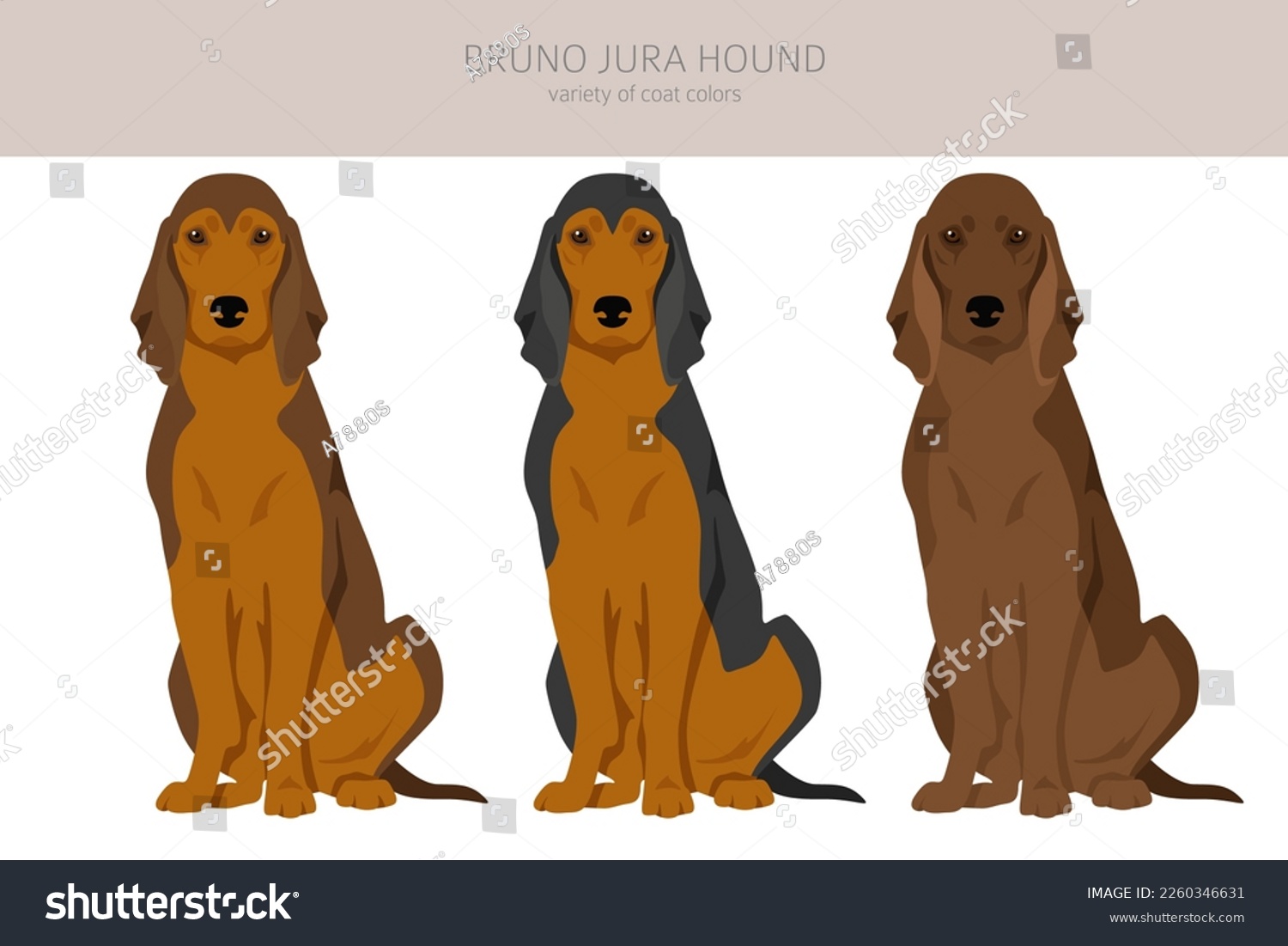 Bruno Jura hound clipart. Different coat colors - Royalty Free Stock ...