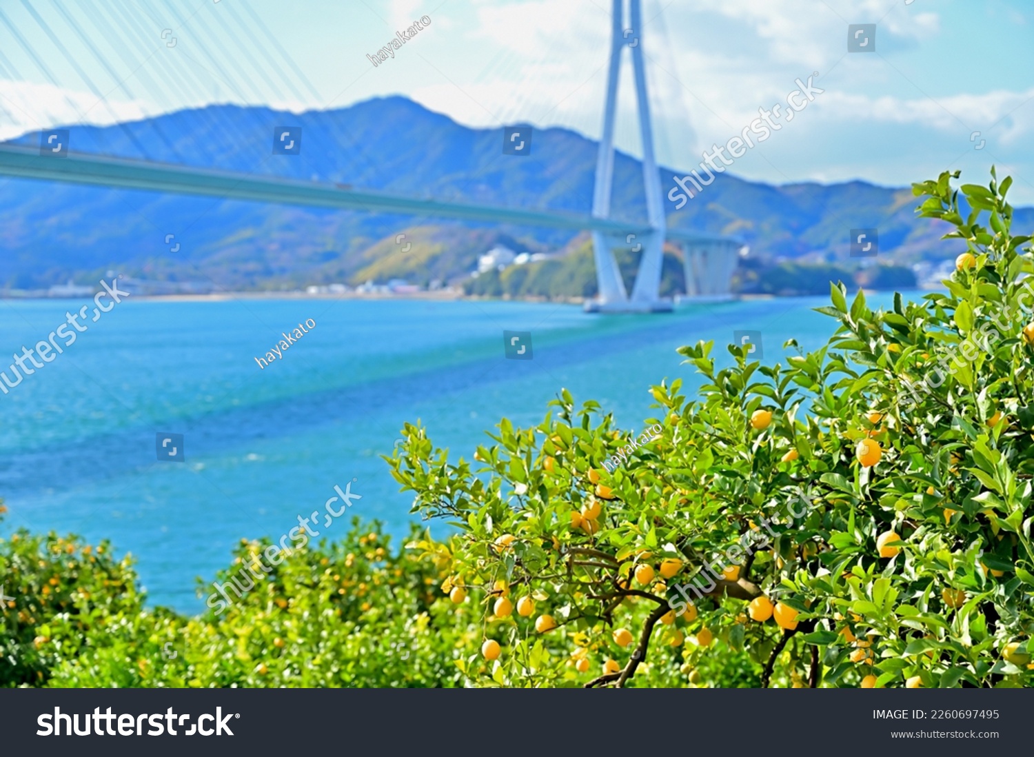 Lemon field in Ikuchijima island called Lemondani, Onomichi city, Hiroshima preecture, Japan #2260697495