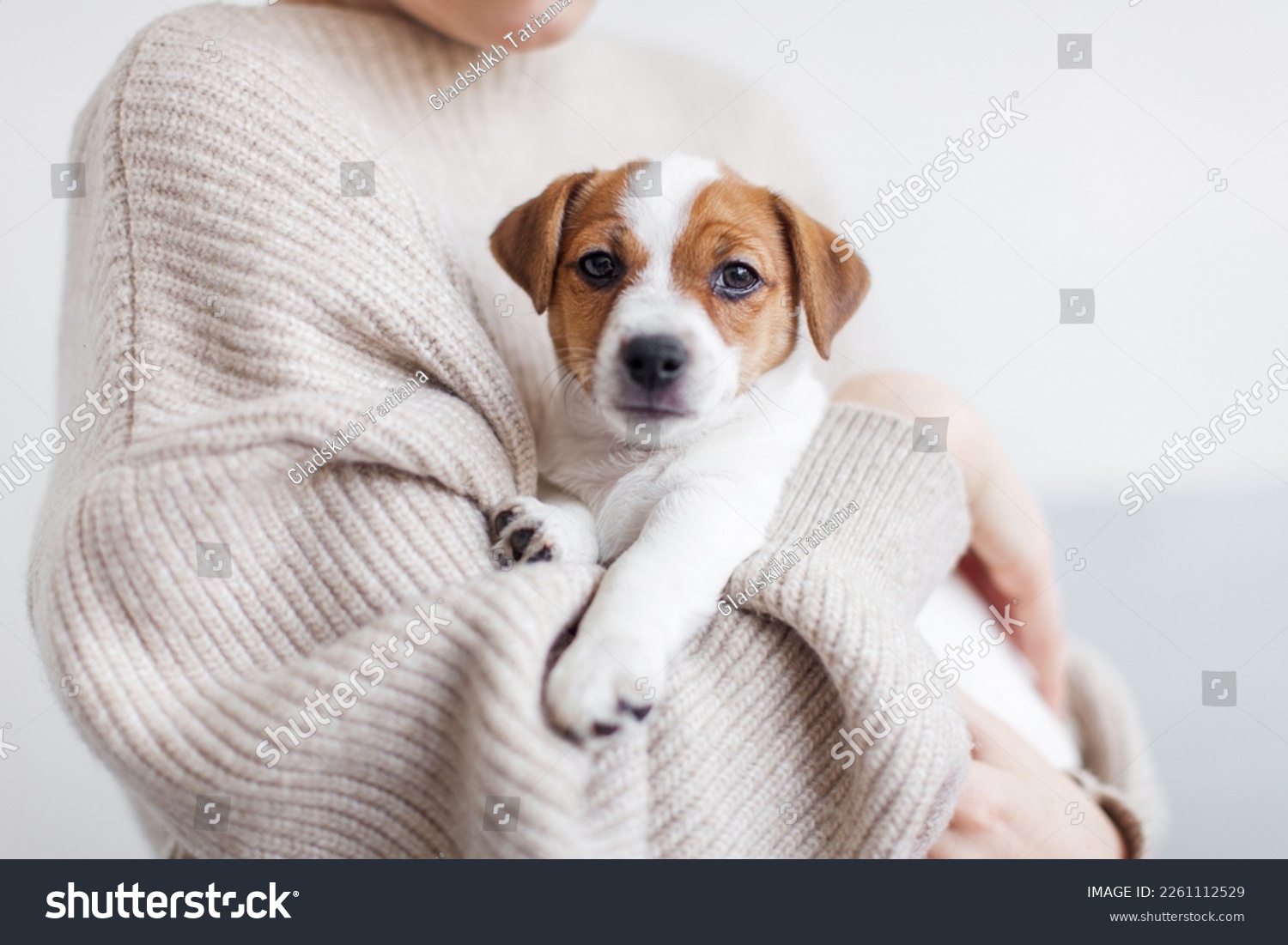 Cozy portrait of Puppy Jack Russell Terrier. Little dog two months old sitting in the ams of the owner and looking at camera #2261112529